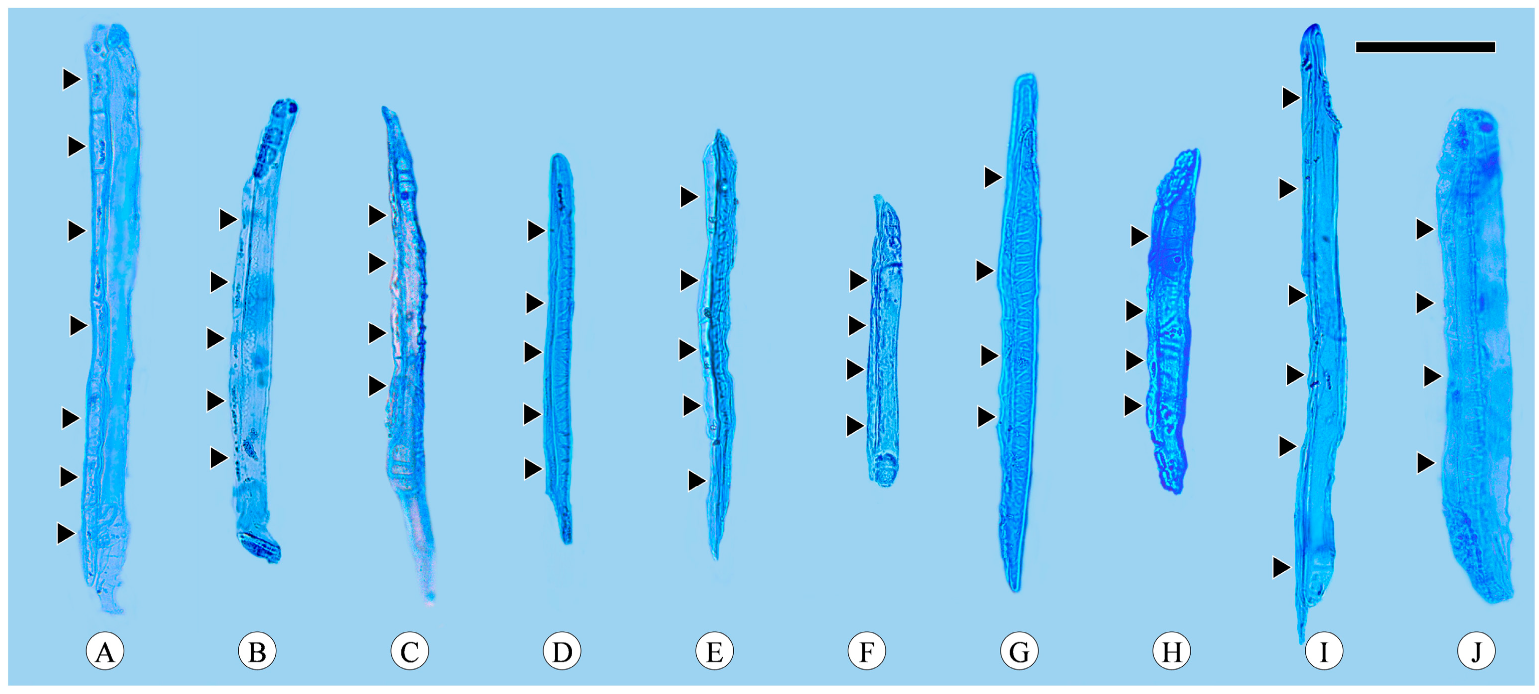 Plants 13 01871 g004