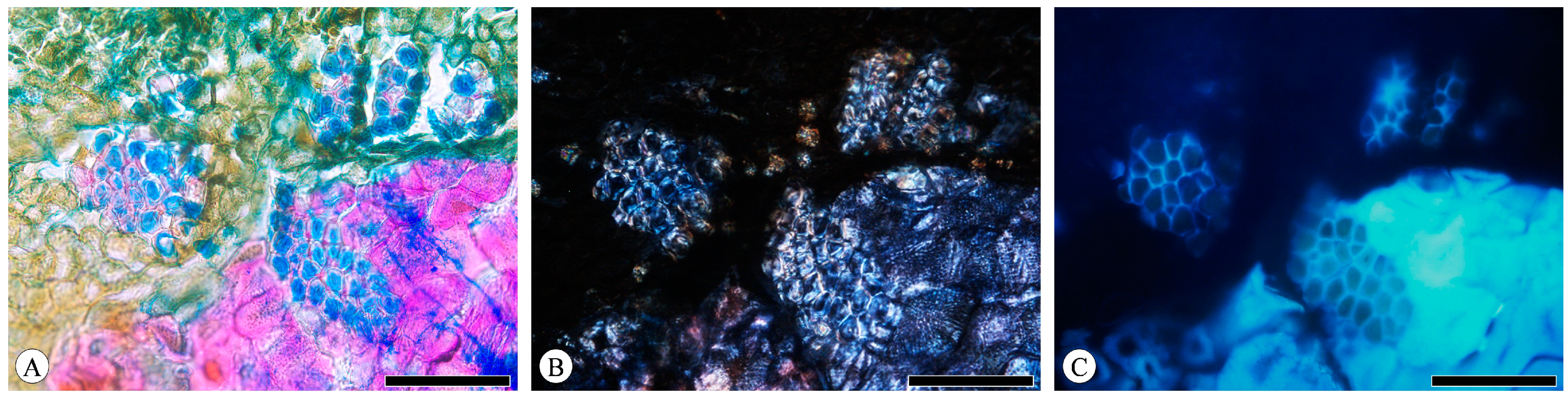 Plants 13 01871 g009