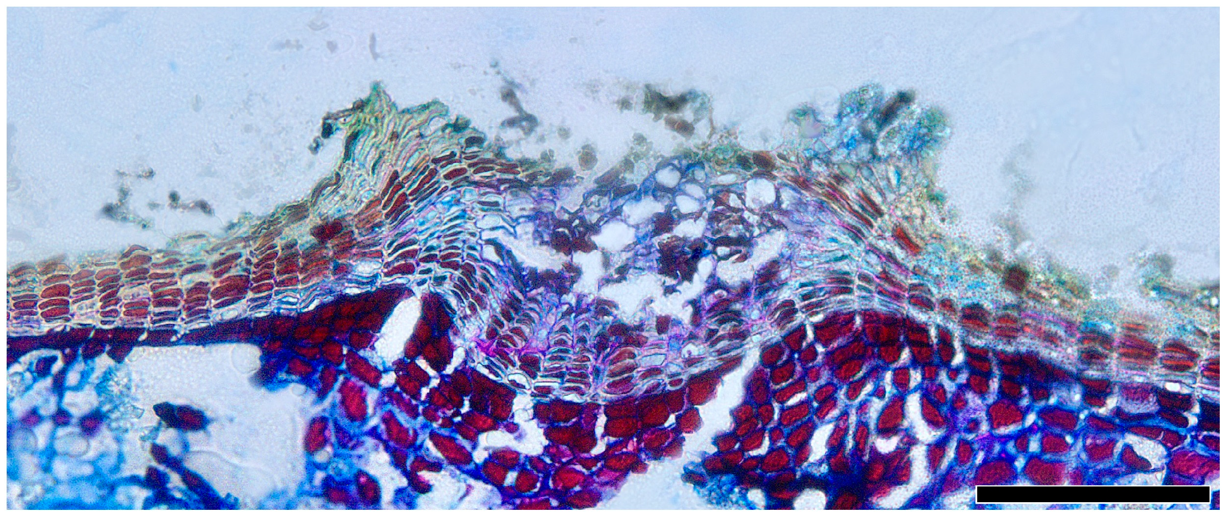 Plants 13 01871 g012