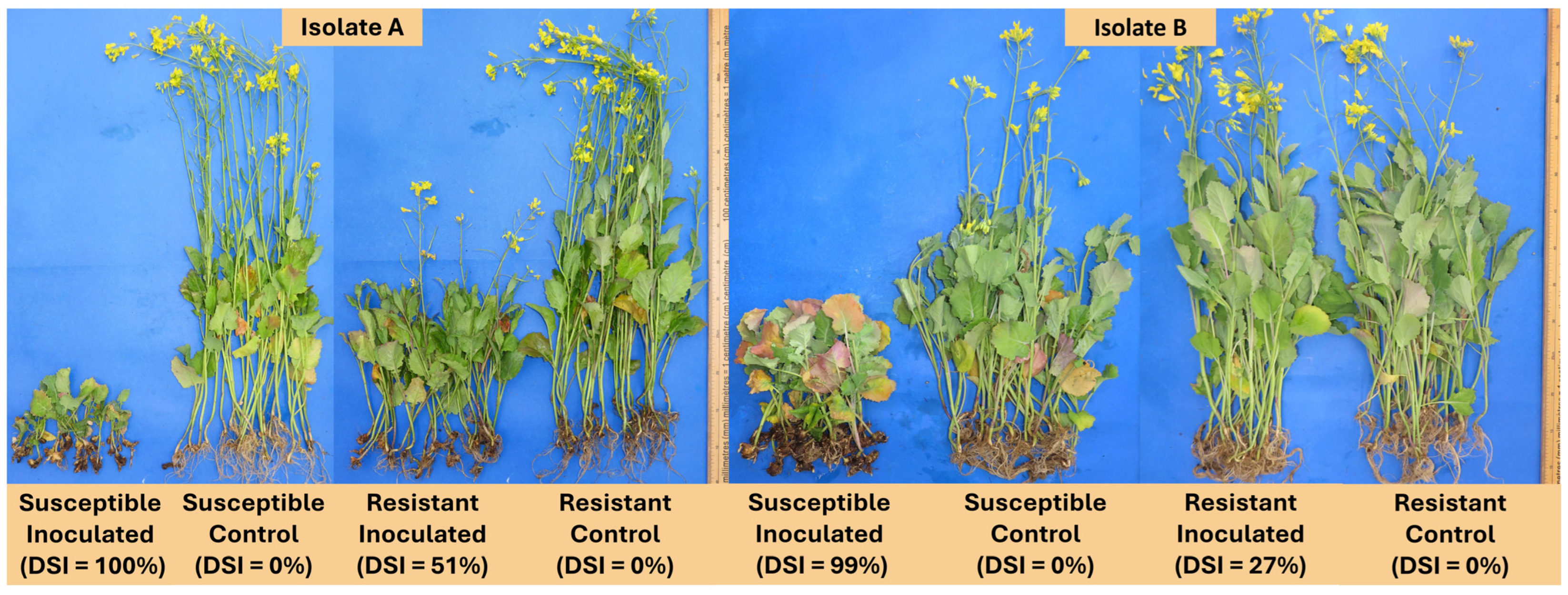 Plants 13 01880 g001 Plants 13 01880 g001