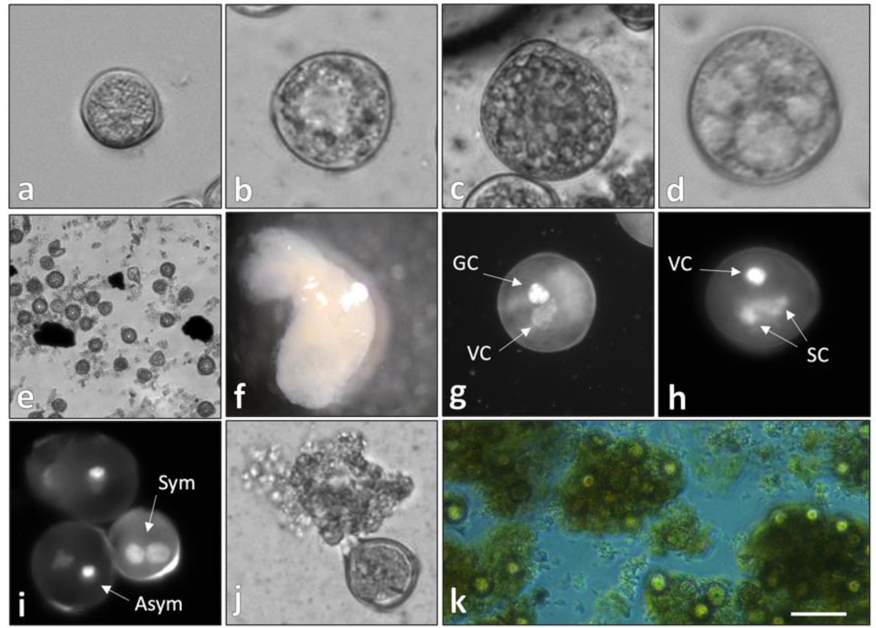 Plants 13 01881 g001