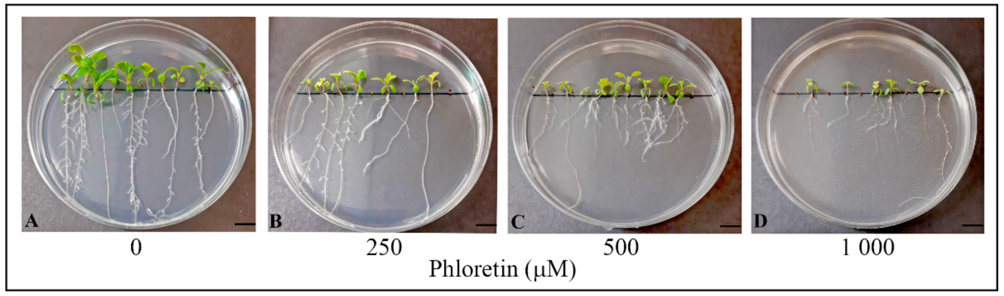 Plants 13 01890 g002