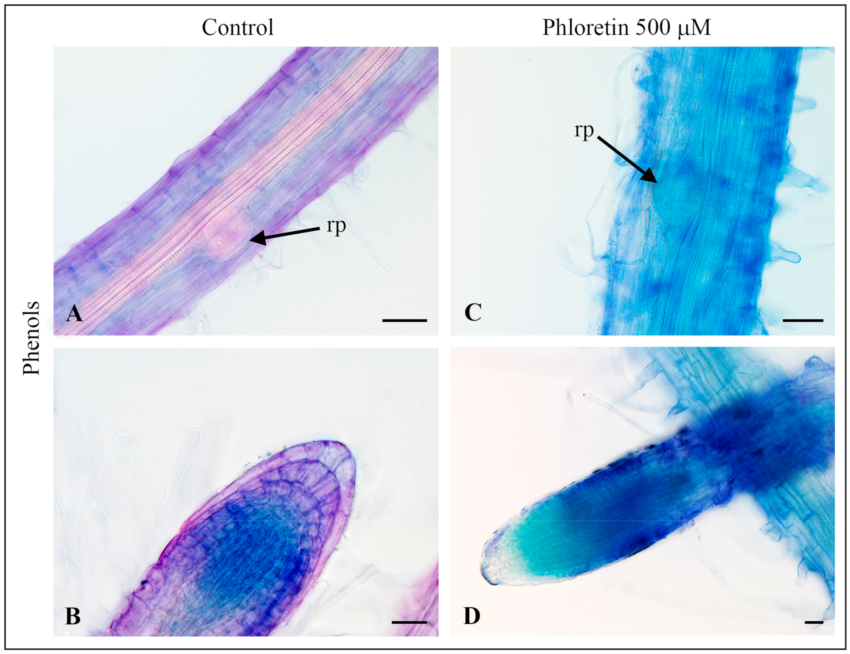 Plants 13 01890 g007