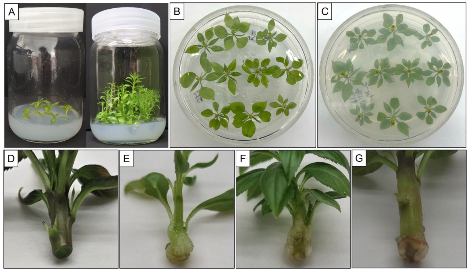 Plants 13 01904 g001 Plants 13 01904 g001
