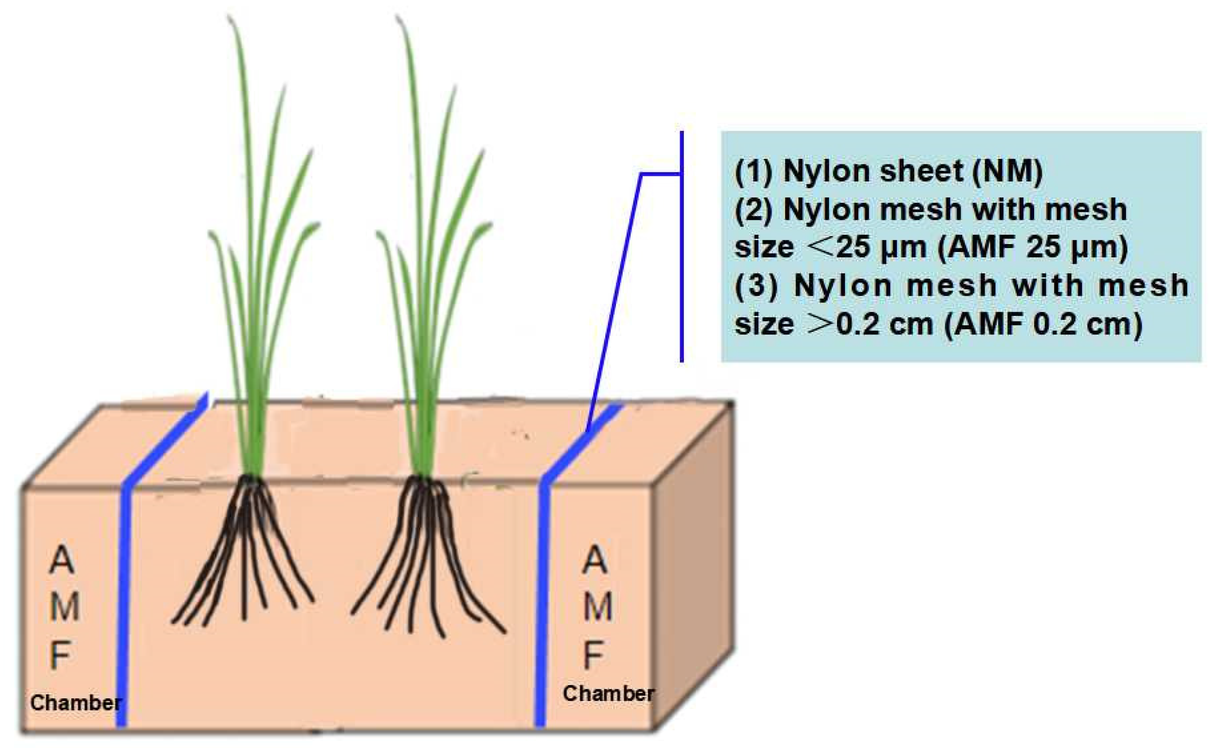 Plants 13 01908 g001