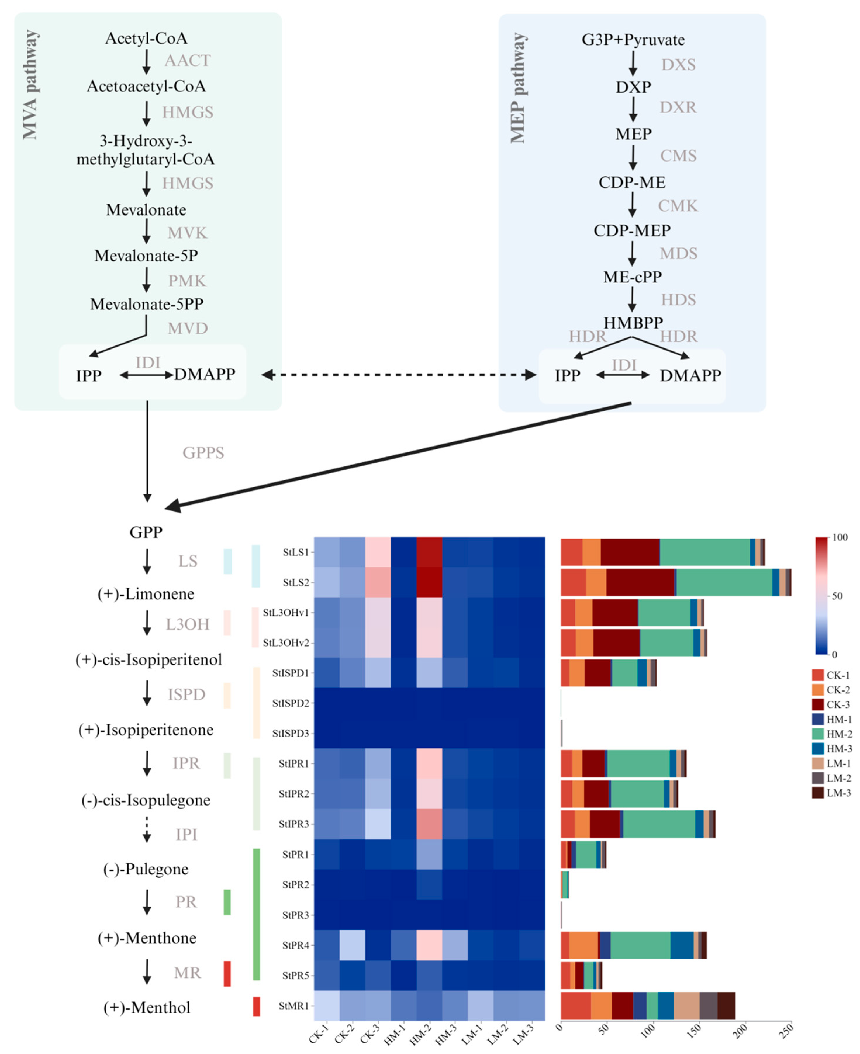 Plants 13 01920 g001