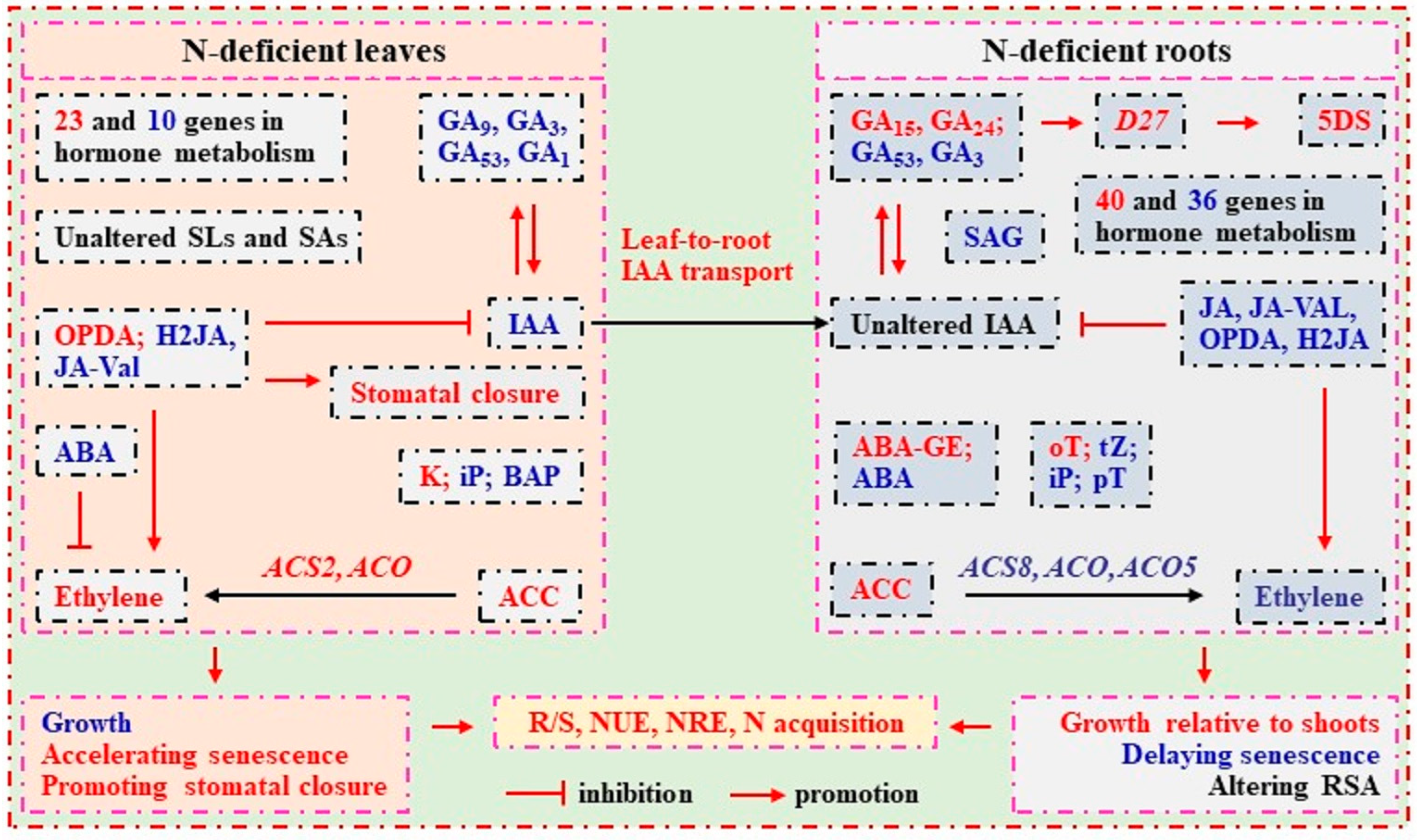 Plants 13 01925 g008