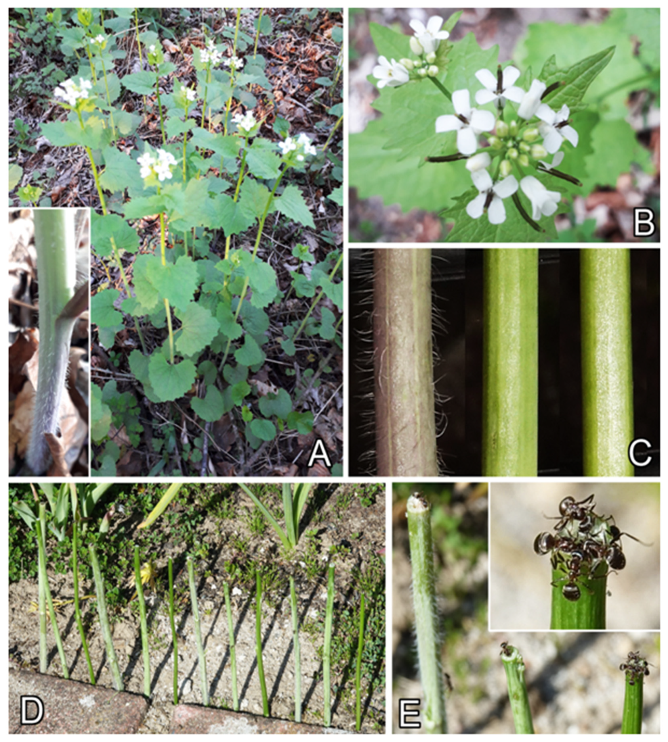 Plants 13 01932 g001