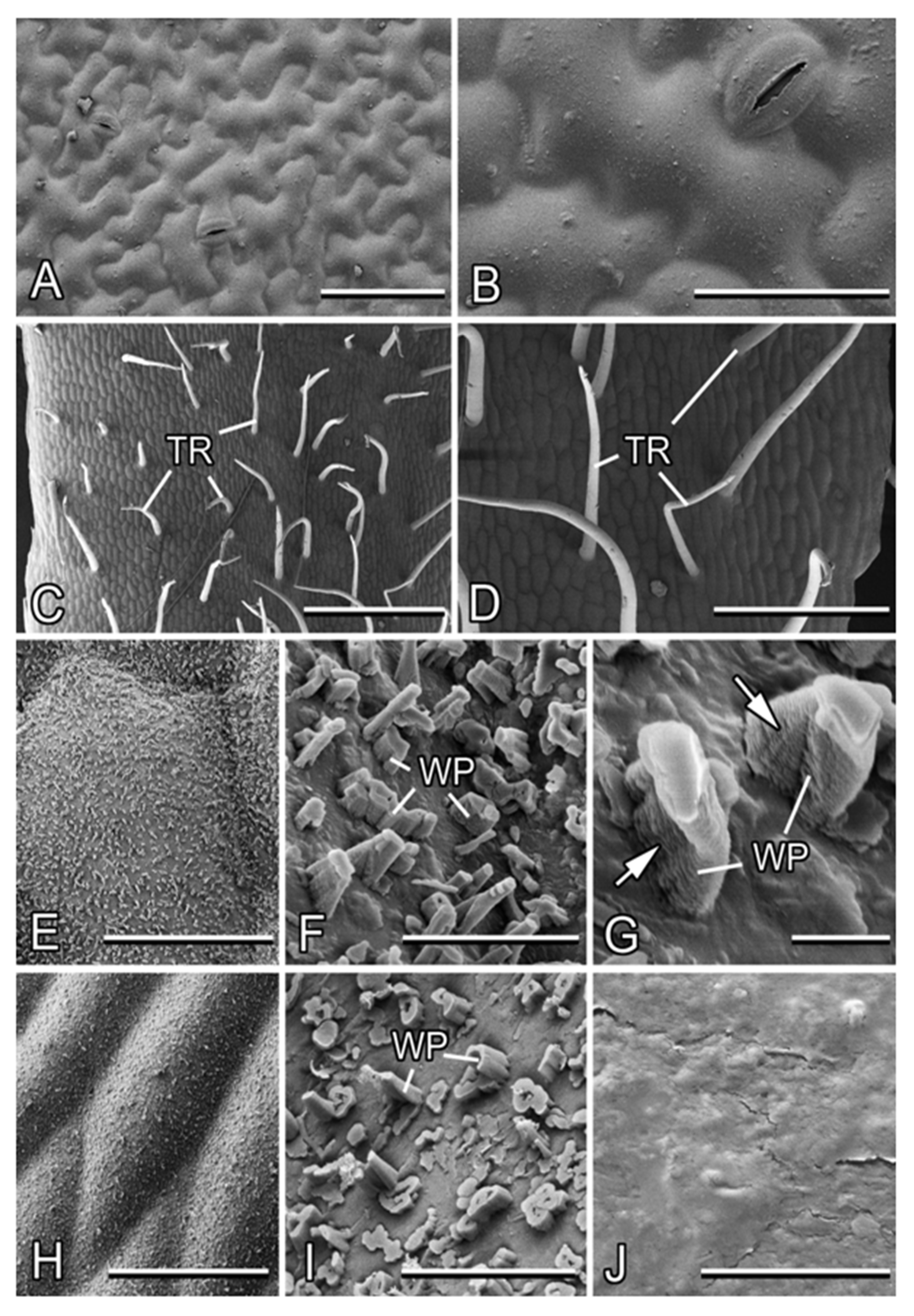 Plants 13 01932 g003