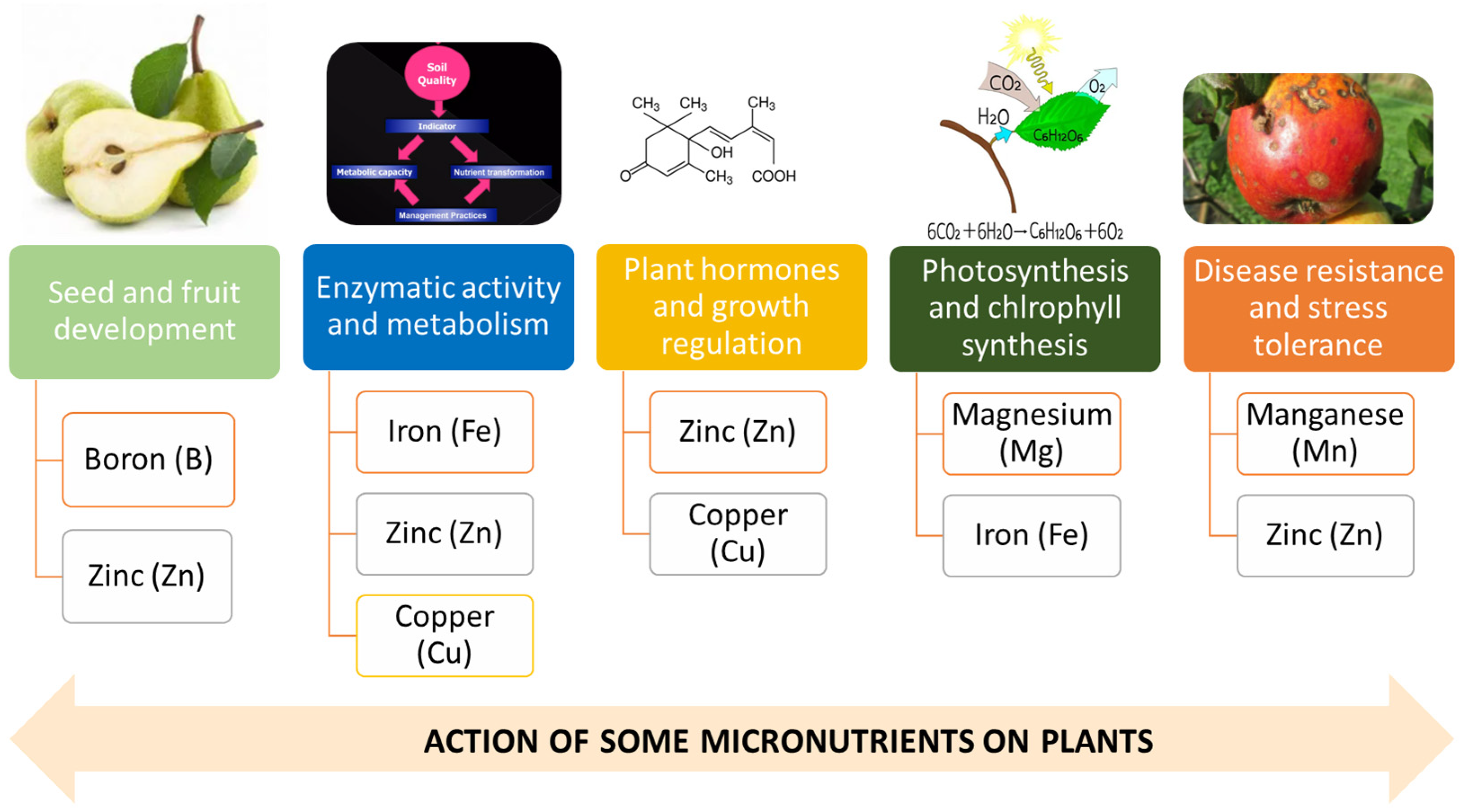 Plants 13 01942 g001