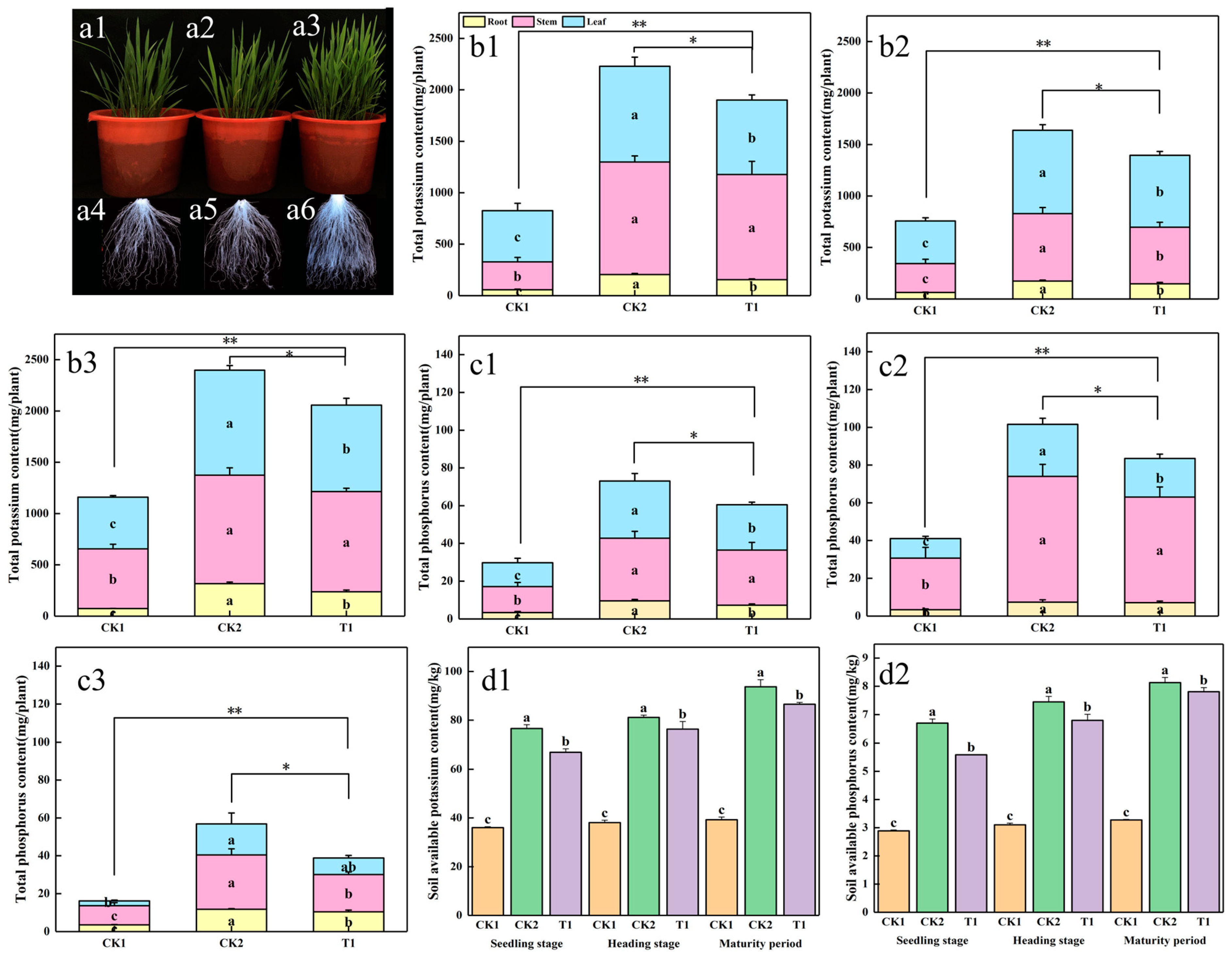 Plants 13 01945 g004