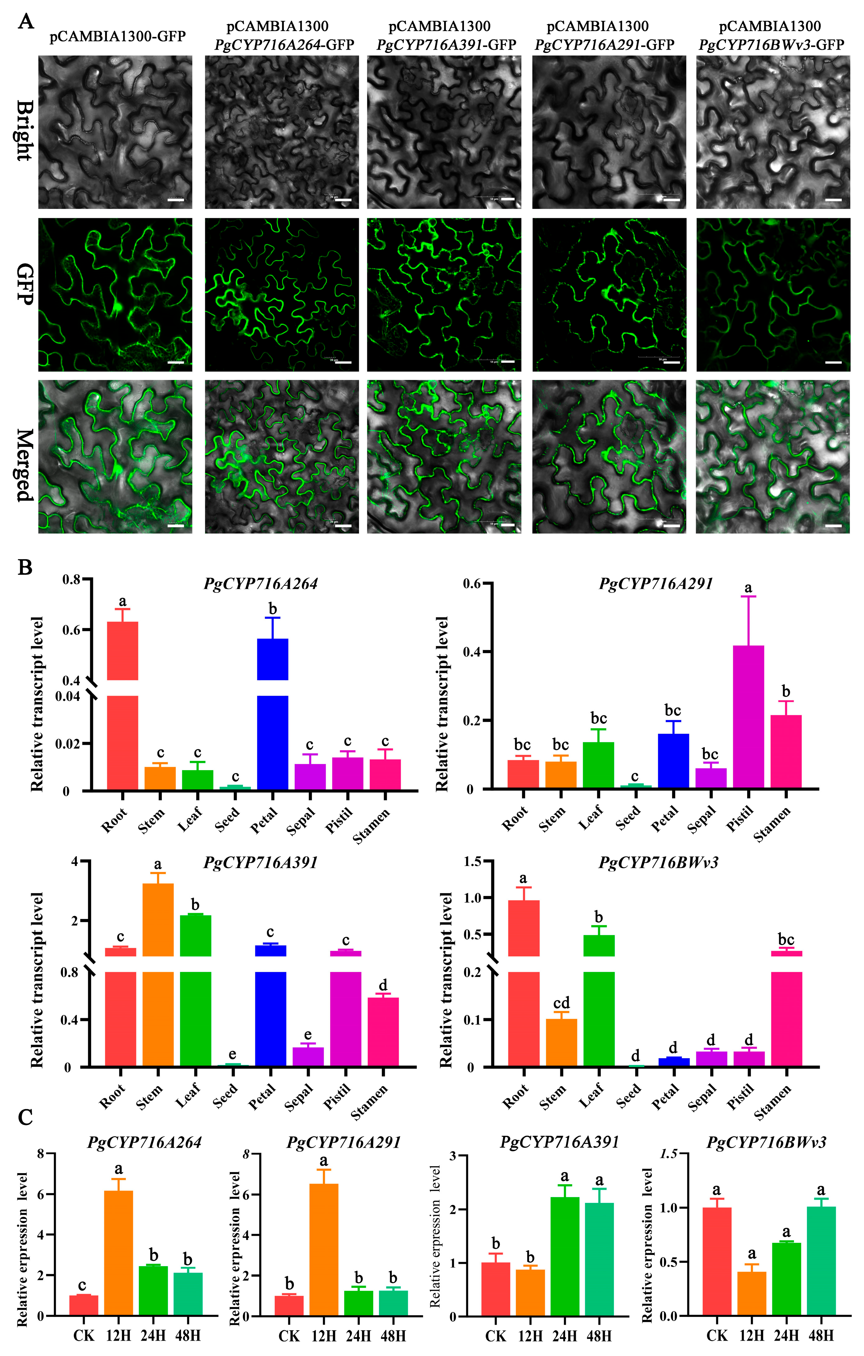 Plants 13 01946 g006