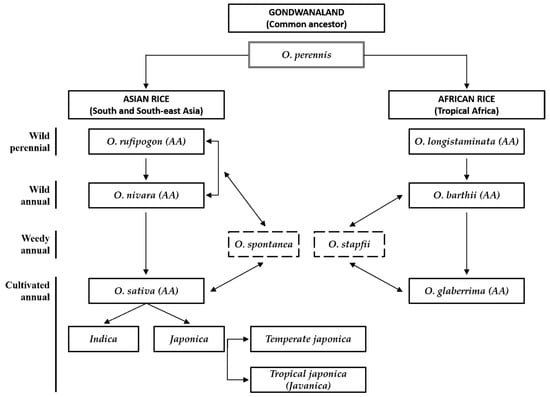 Plants 13 01948 g001