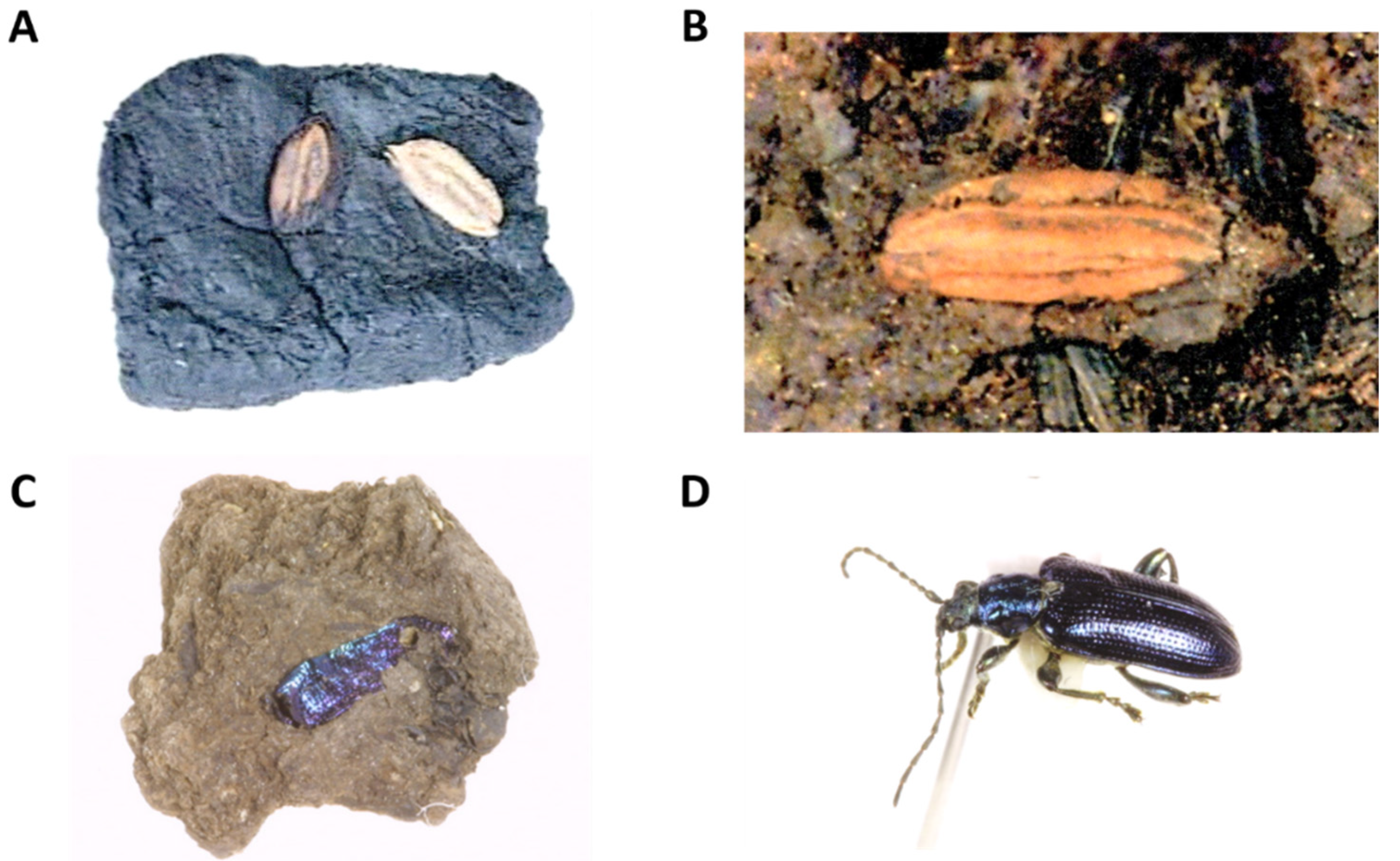 Plants 13 01948 g004