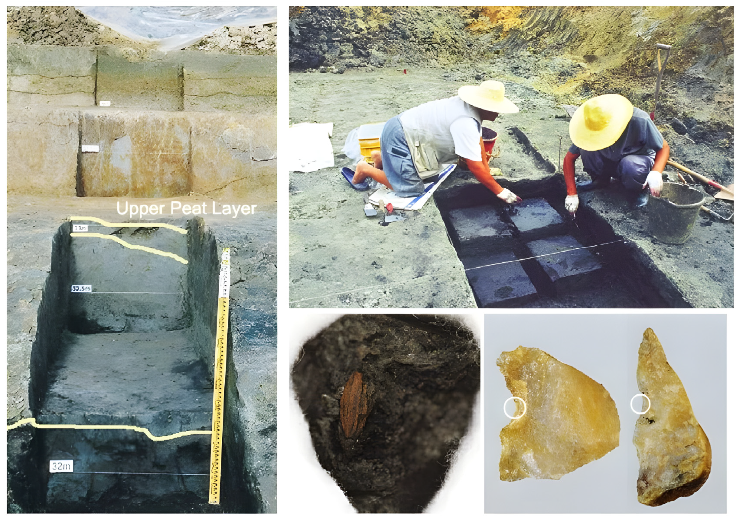 Plants 13 01948 g005