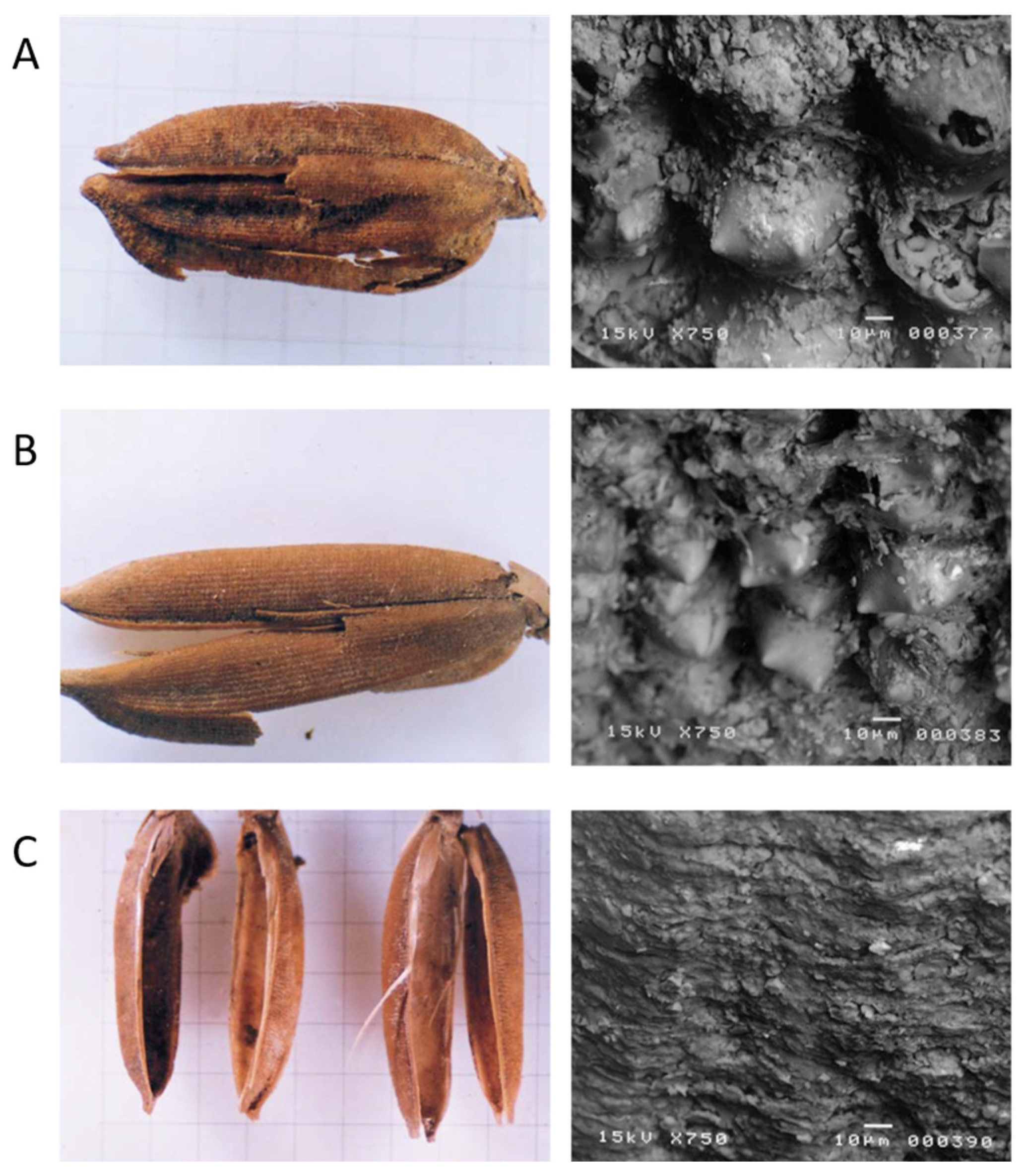 Plants 13 01948 g007