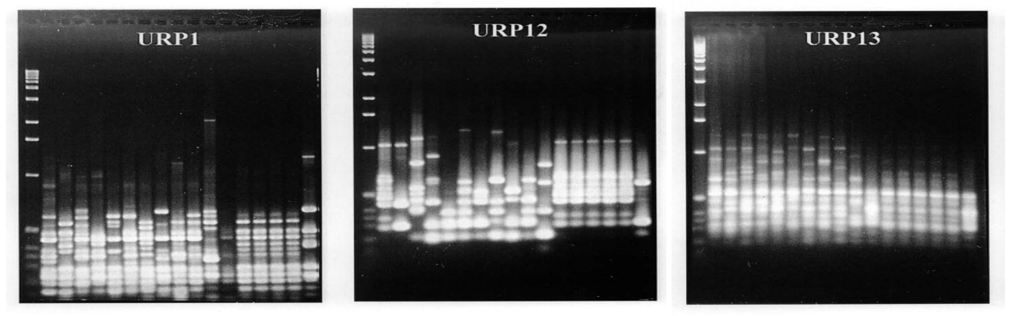 Plants 13 01948 g011