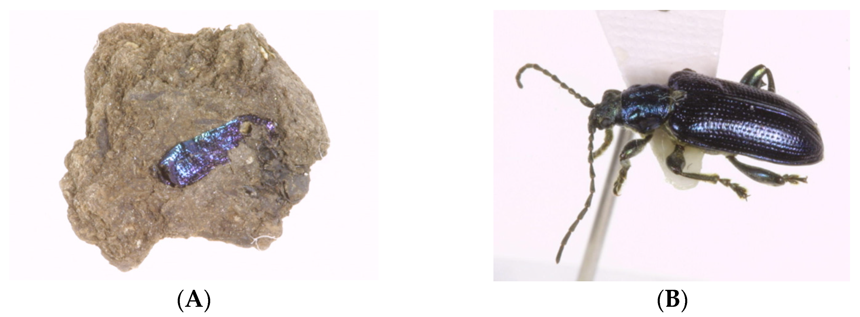 Plants 13 01948 g013