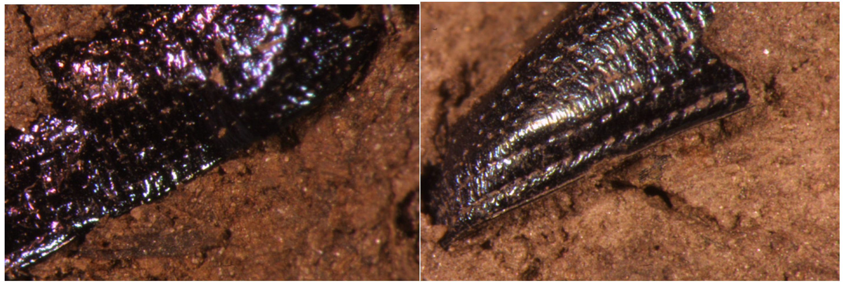 Plants 13 01948 g015