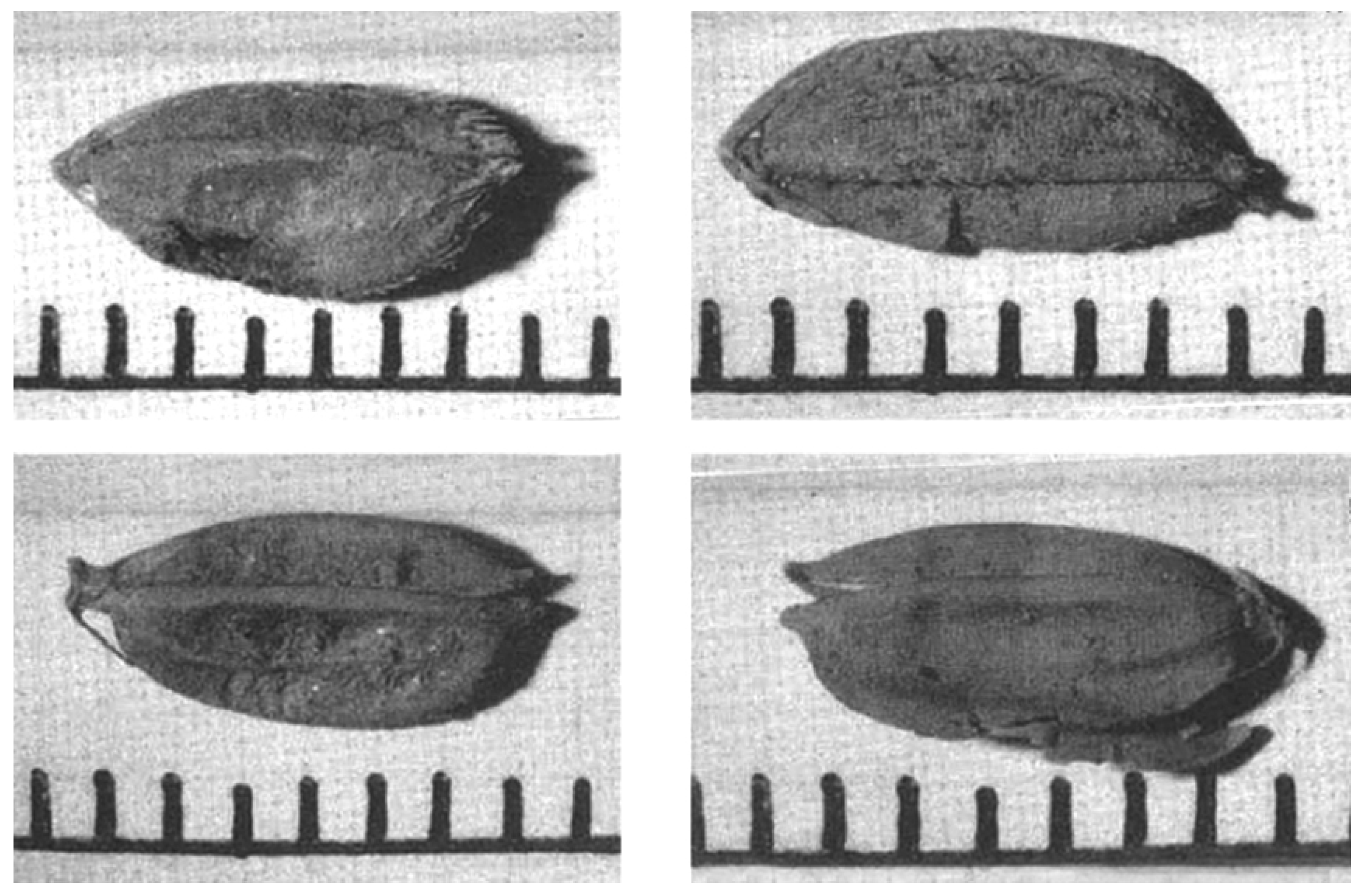 Plants 13 01948 g017