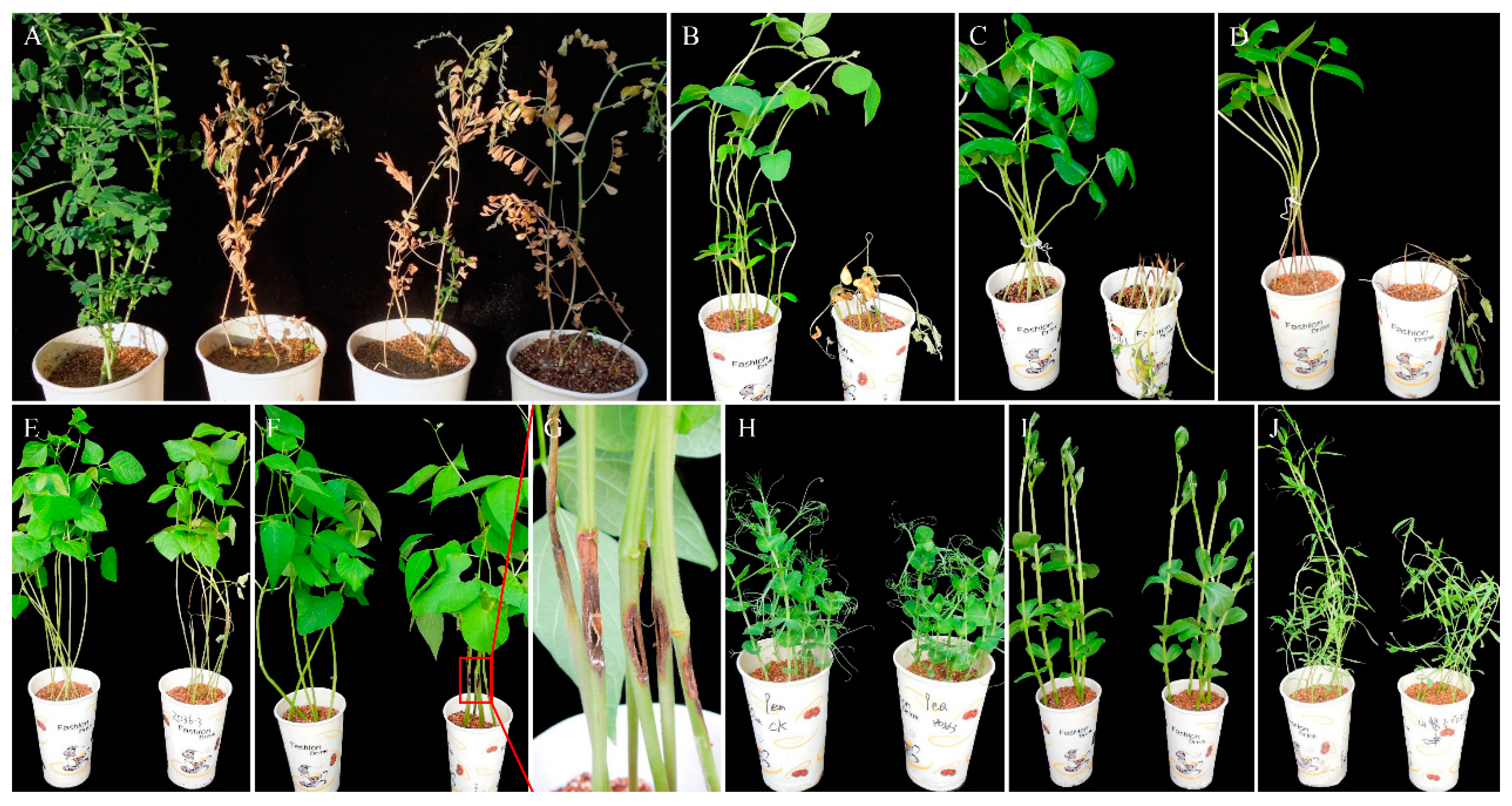 Plants 13 01950 g004