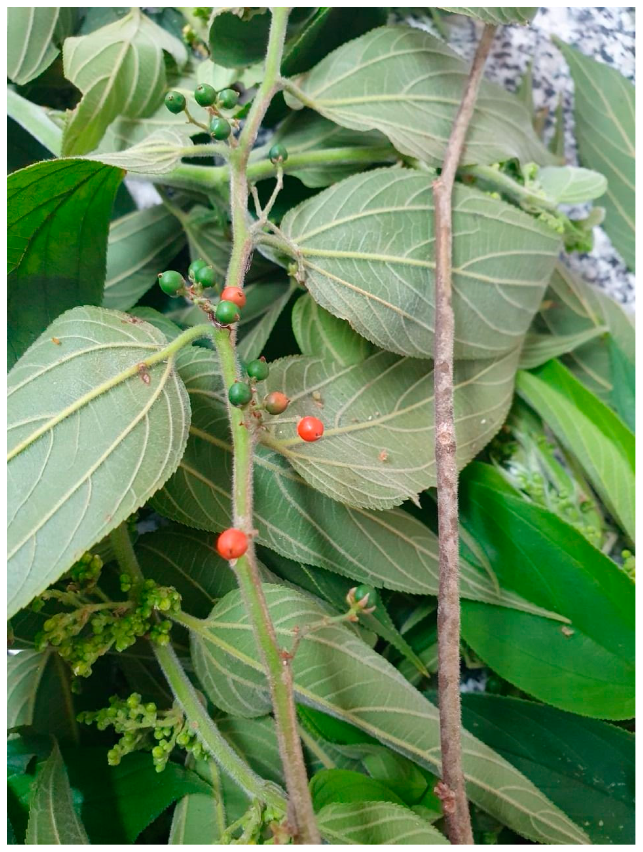 Plants 13 01951 g001 Plants 13 01951 g001