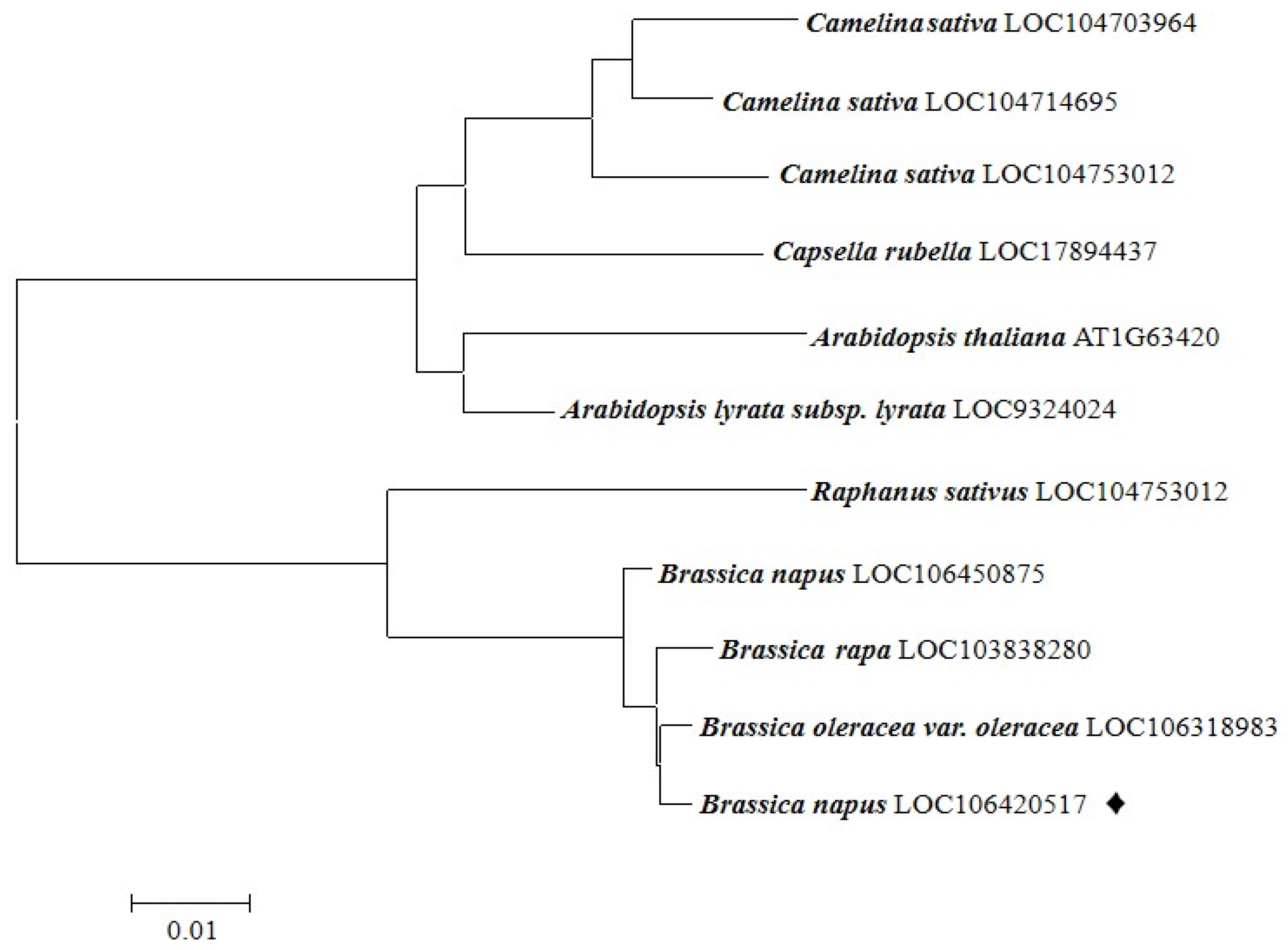 Plants 13 01964 g001