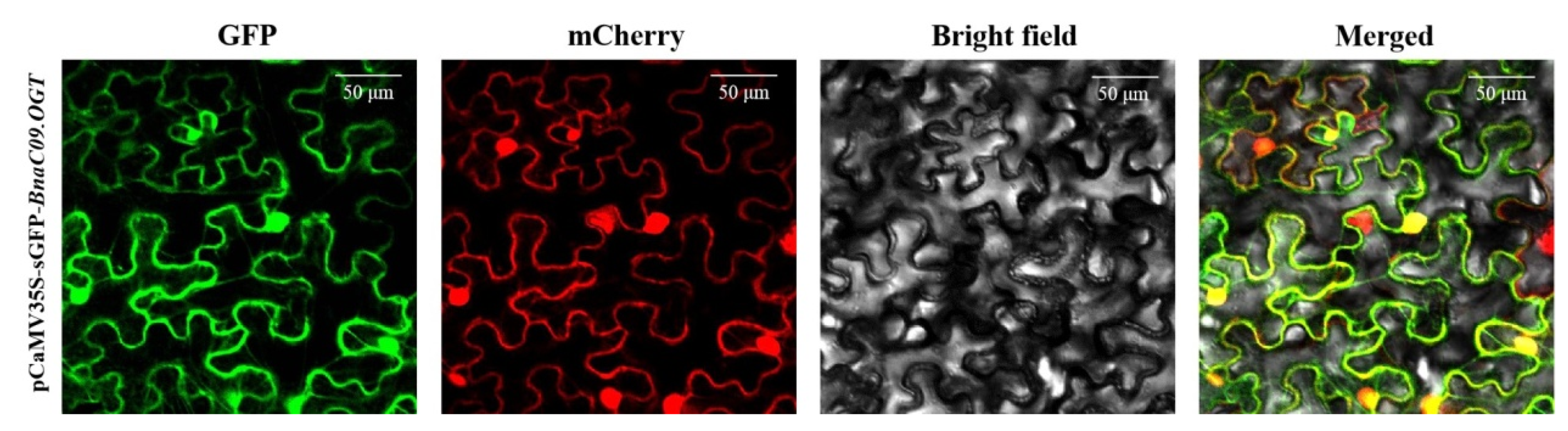 Plants 13 01964 g002