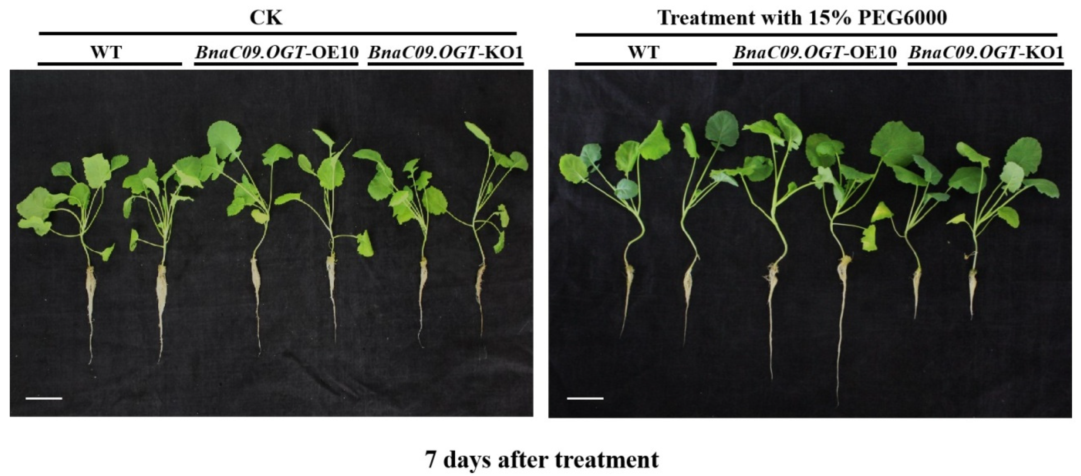 Plants 13 01964 g005