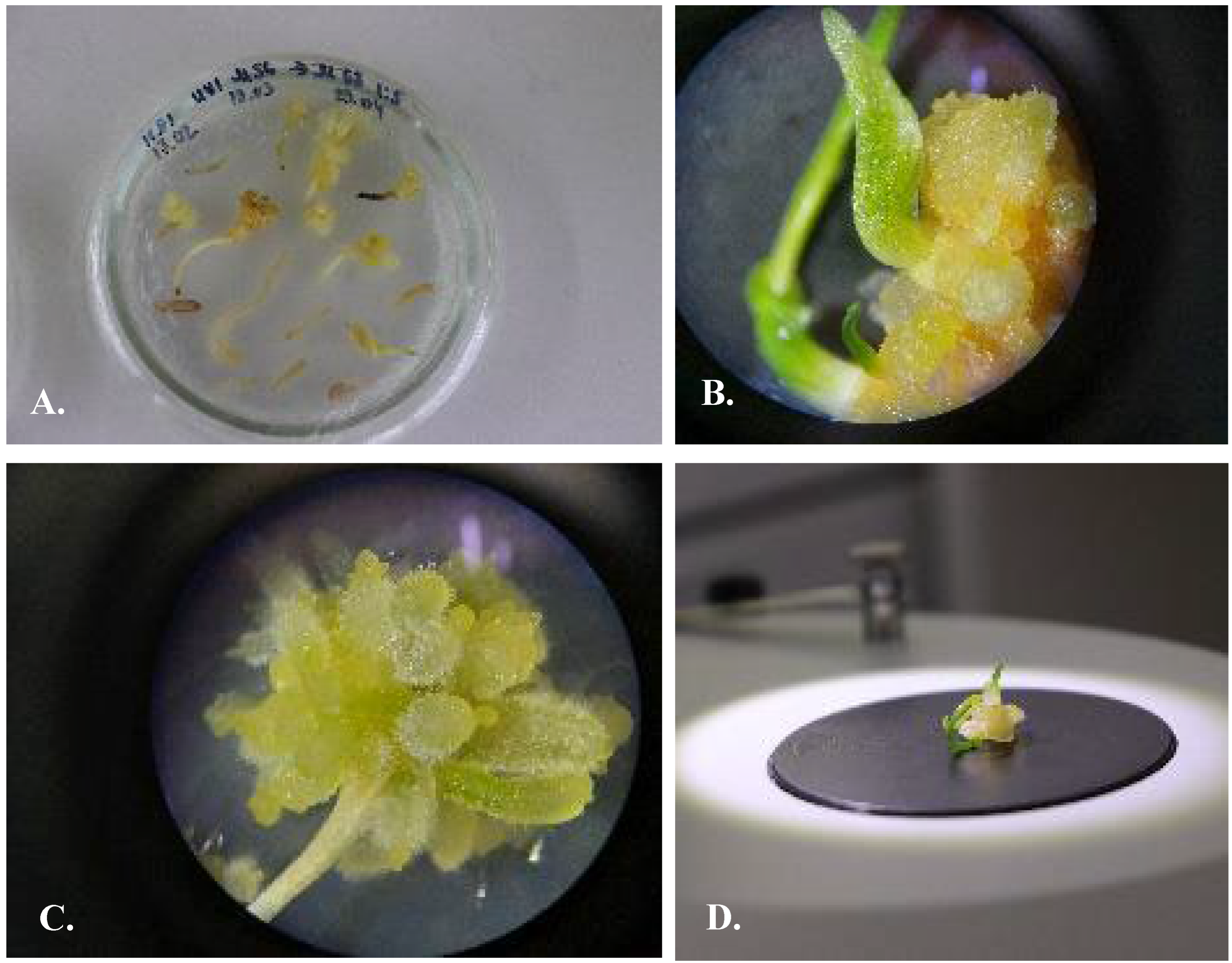 Plants 13 01966 g007