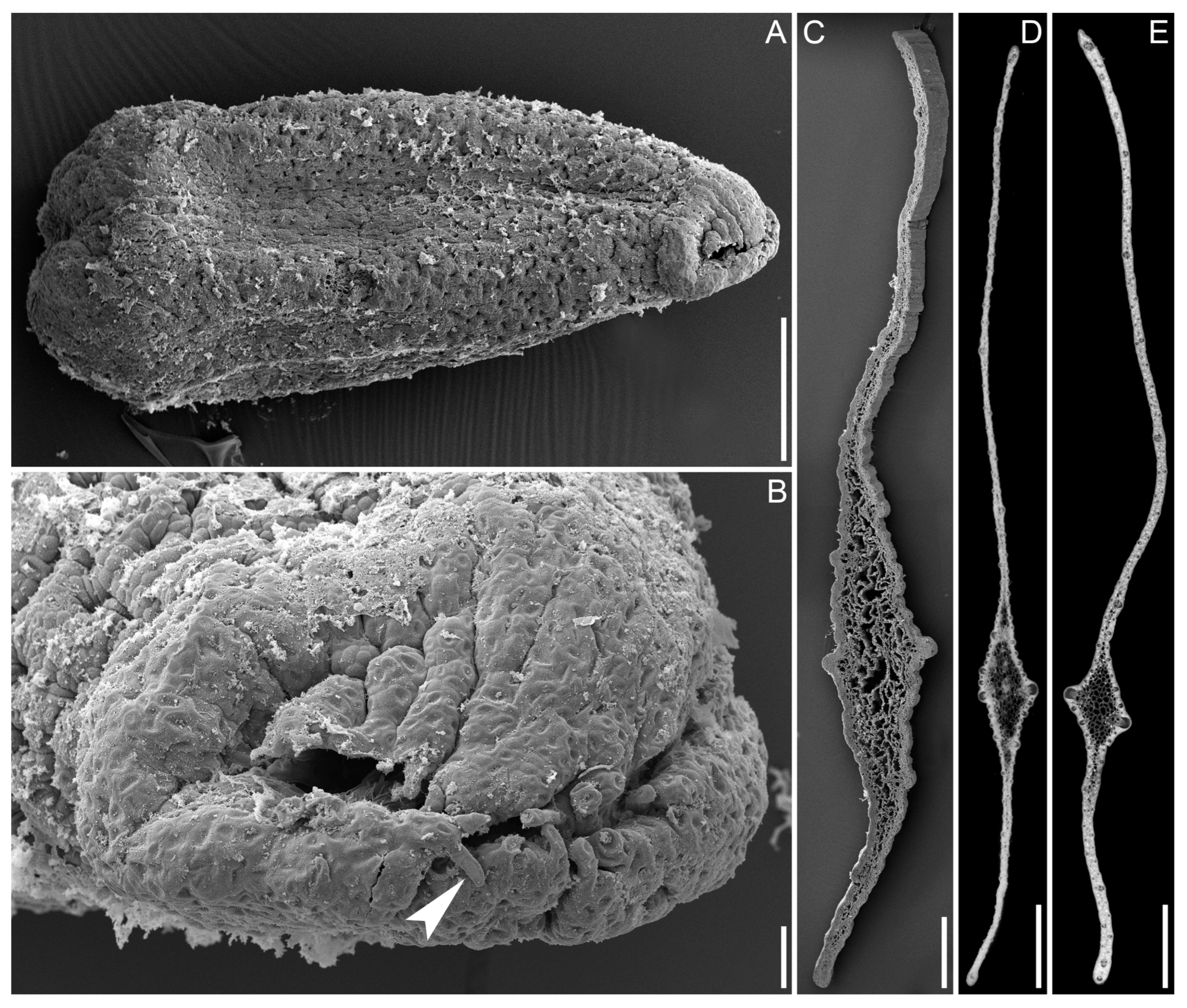 Plants 13 01978 g002