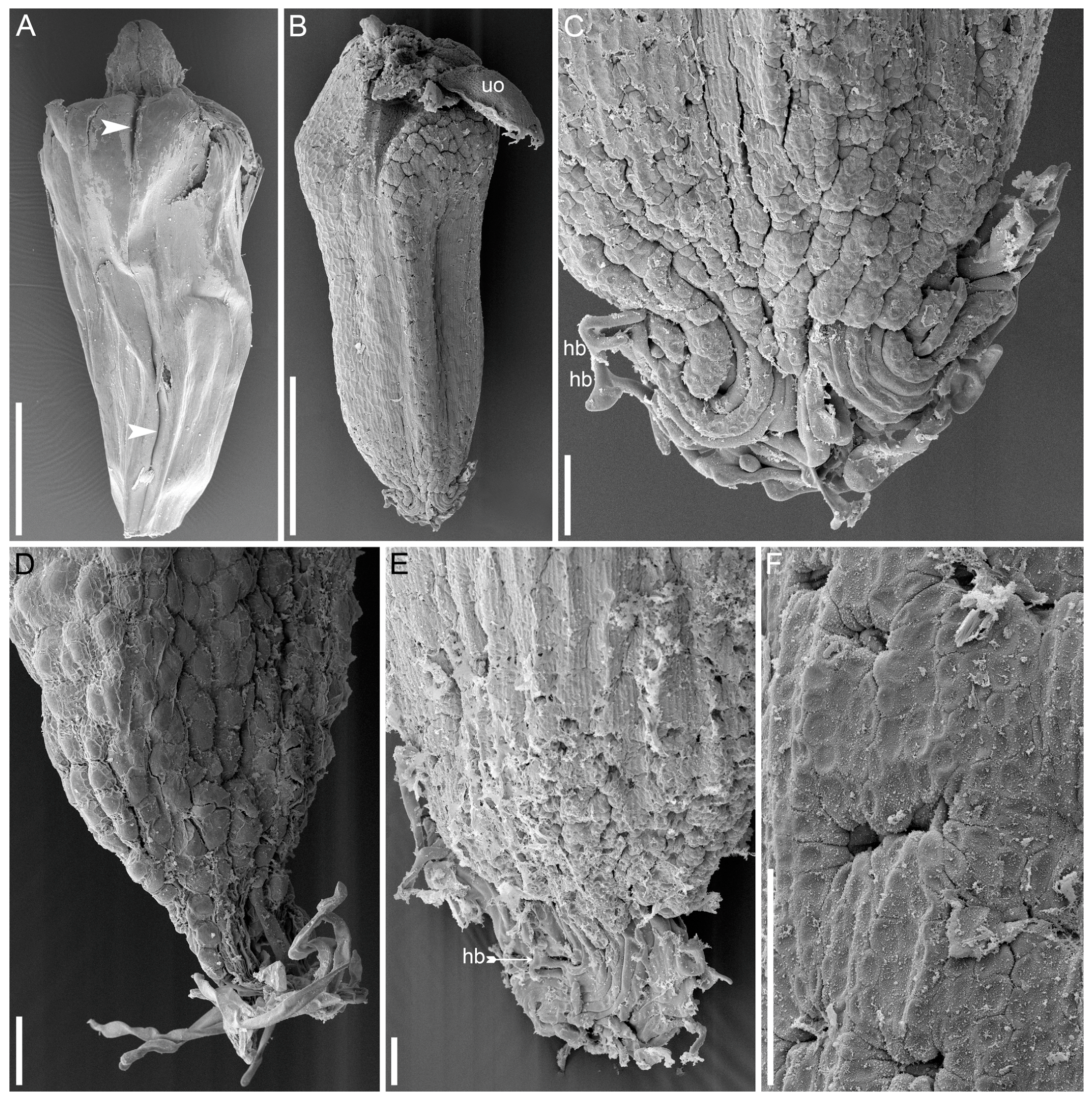 Plants 13 01978 g003