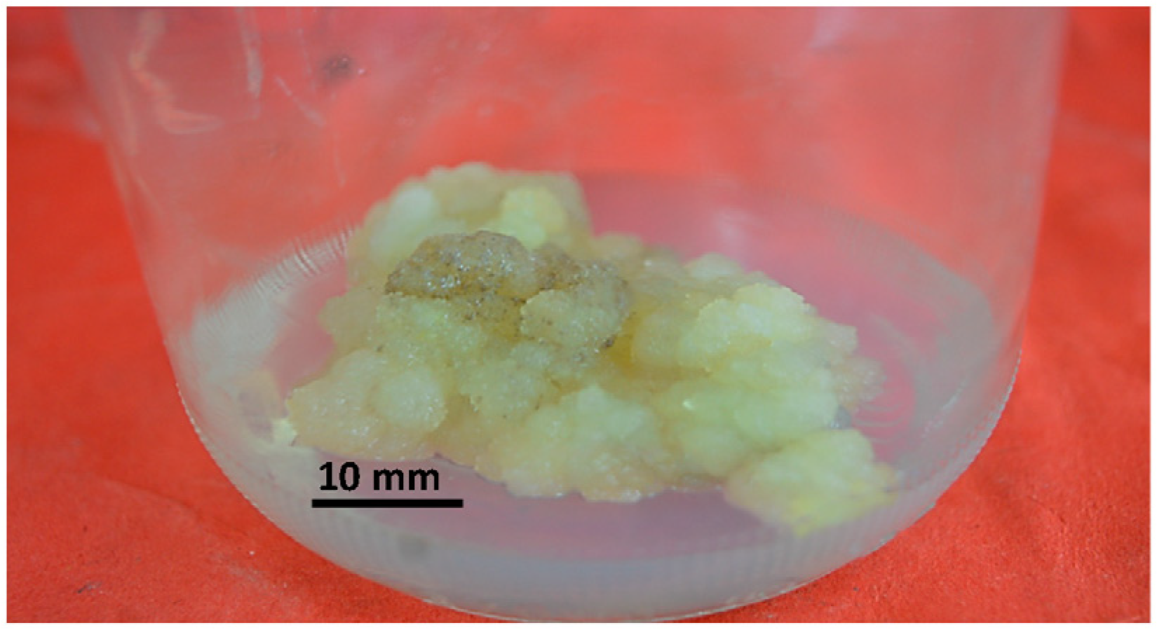 Plants 13 01979 g001