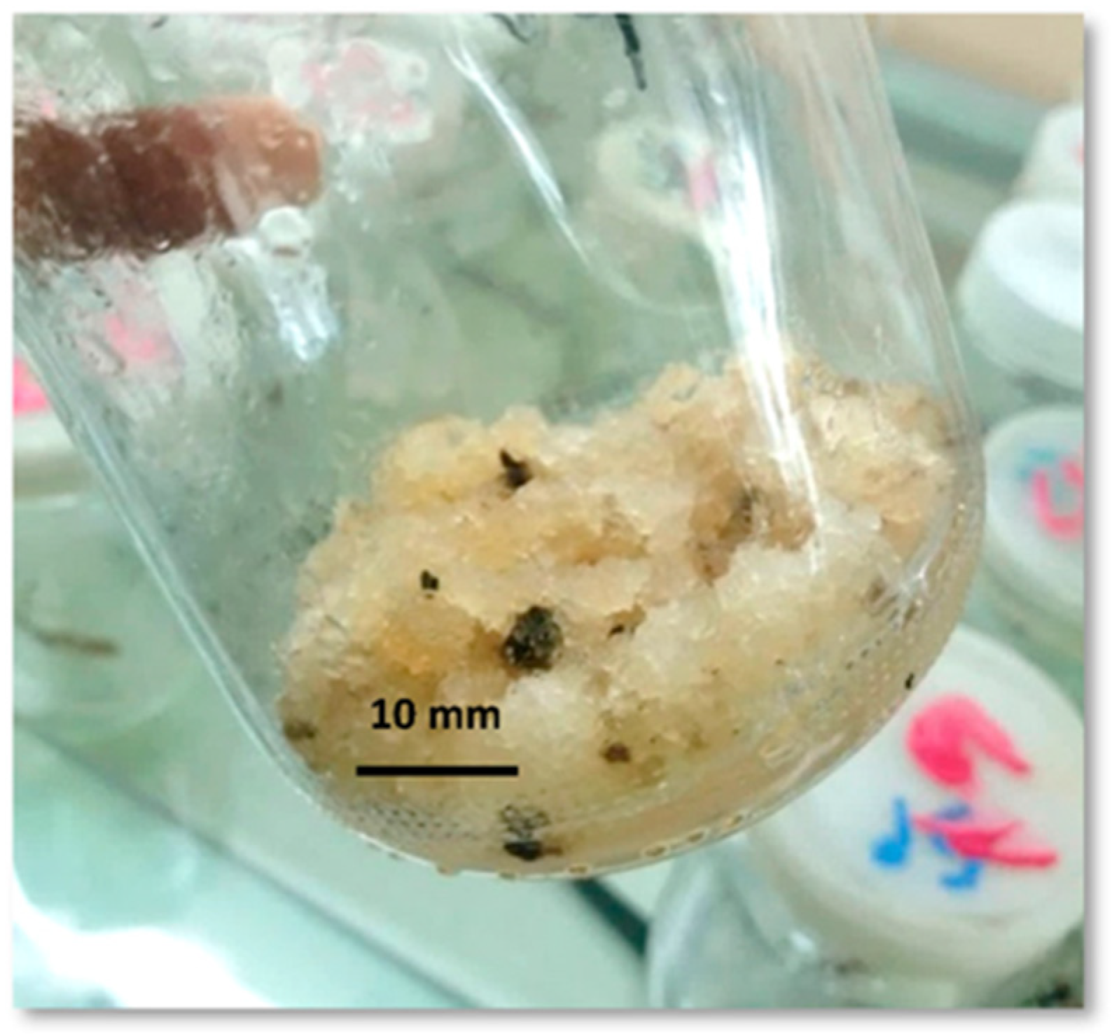 Plants 13 01979 g002