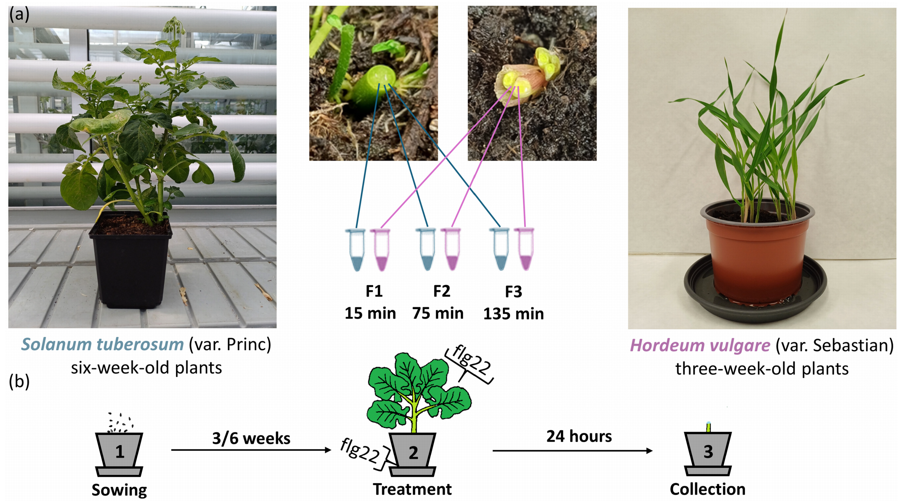 Plants 13 01983 g001