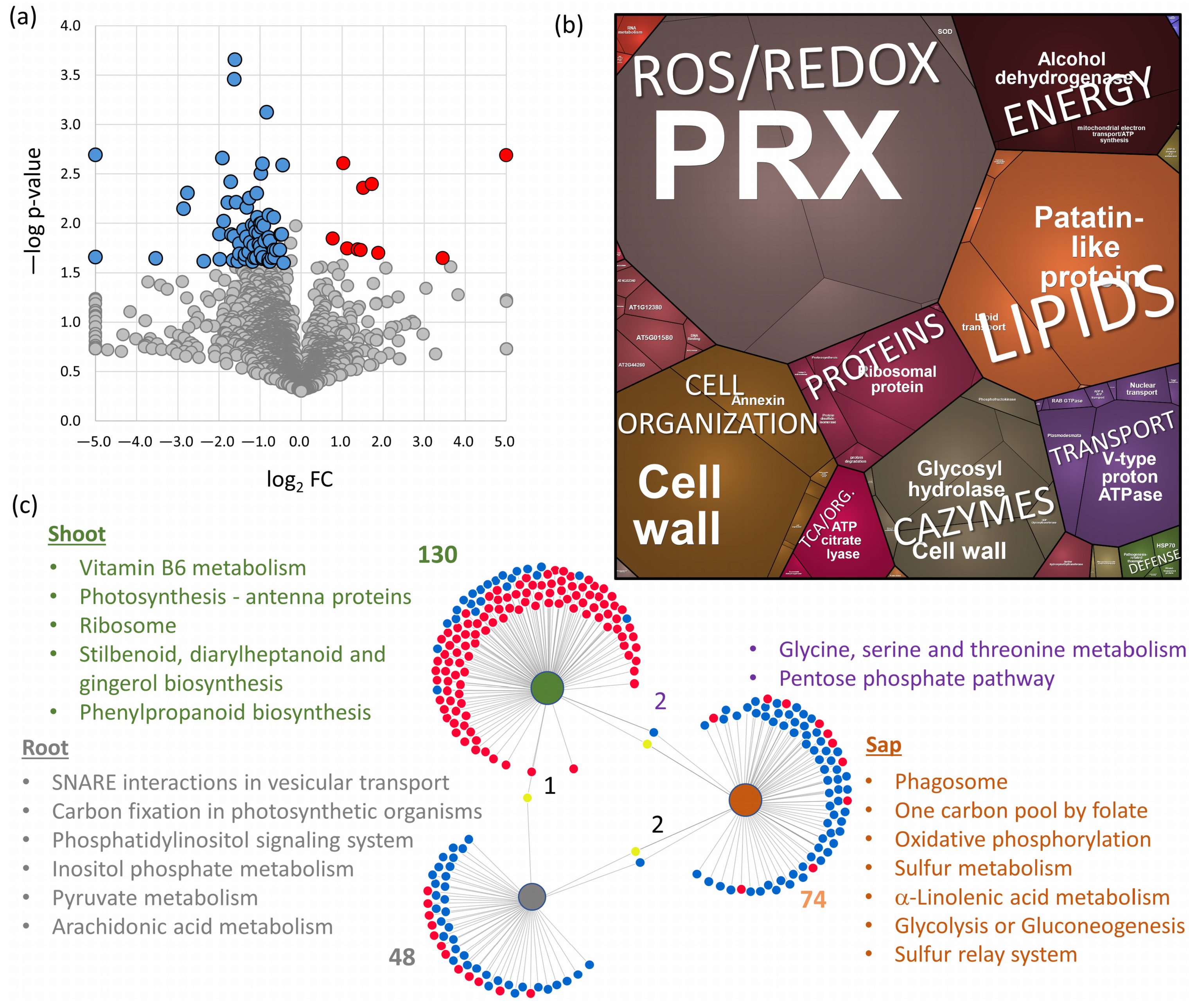 Plants 13 01983 g004