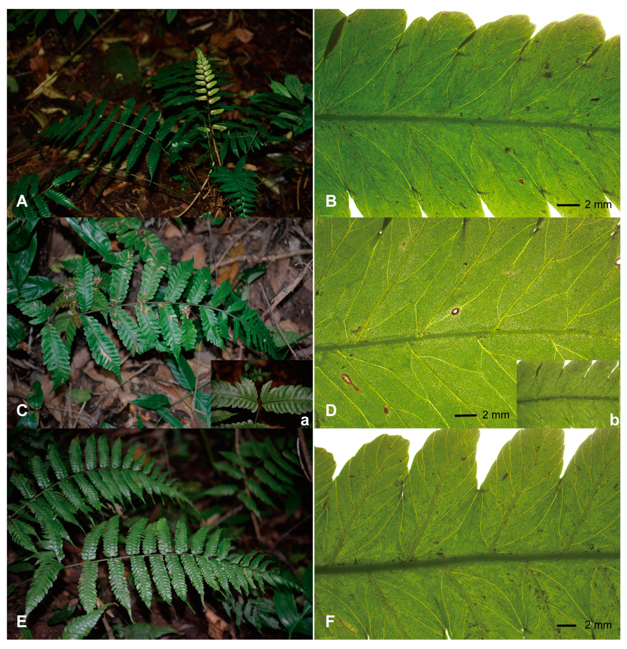 Plants 13 01987 g001