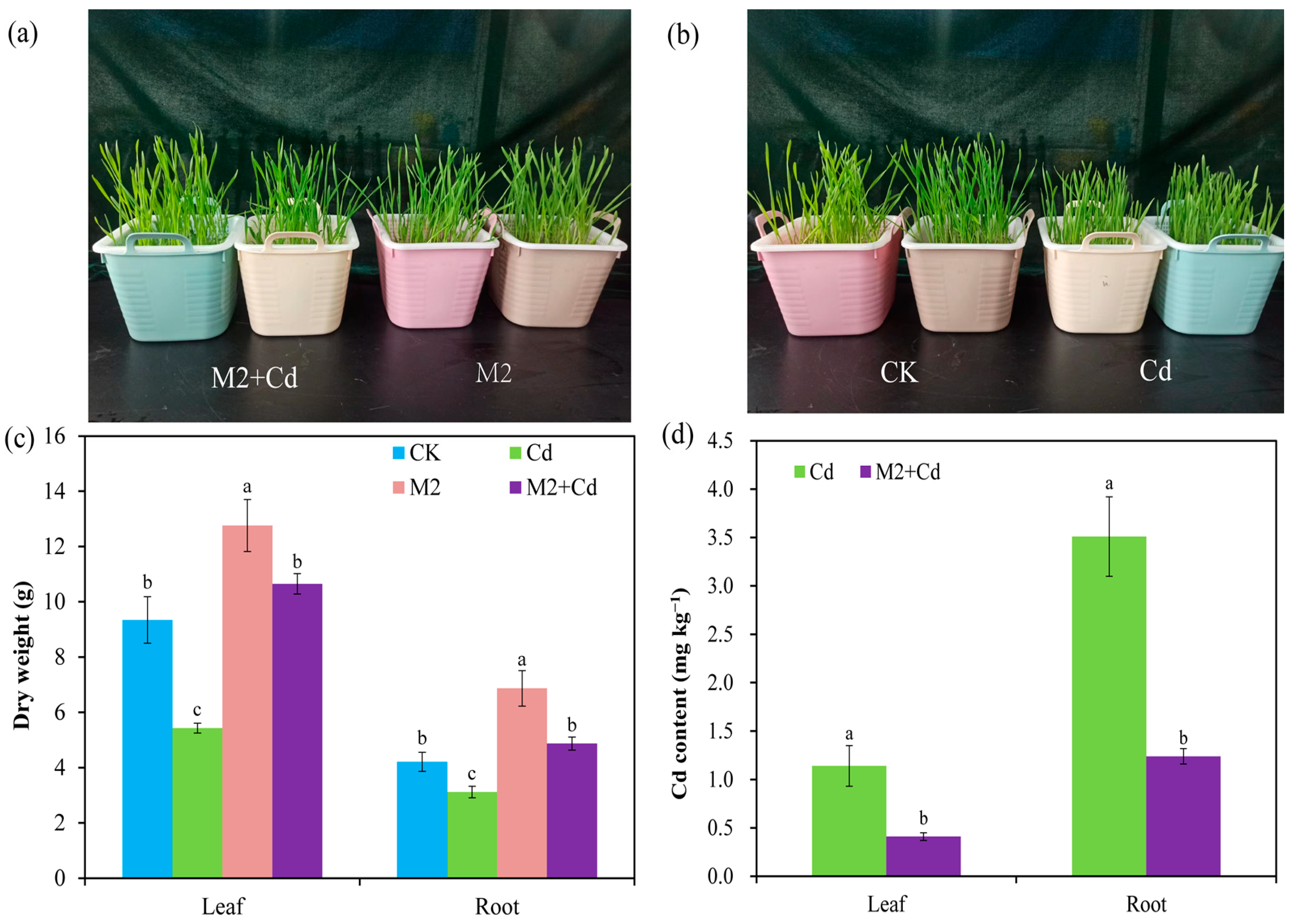 Plants 13 01989 g002