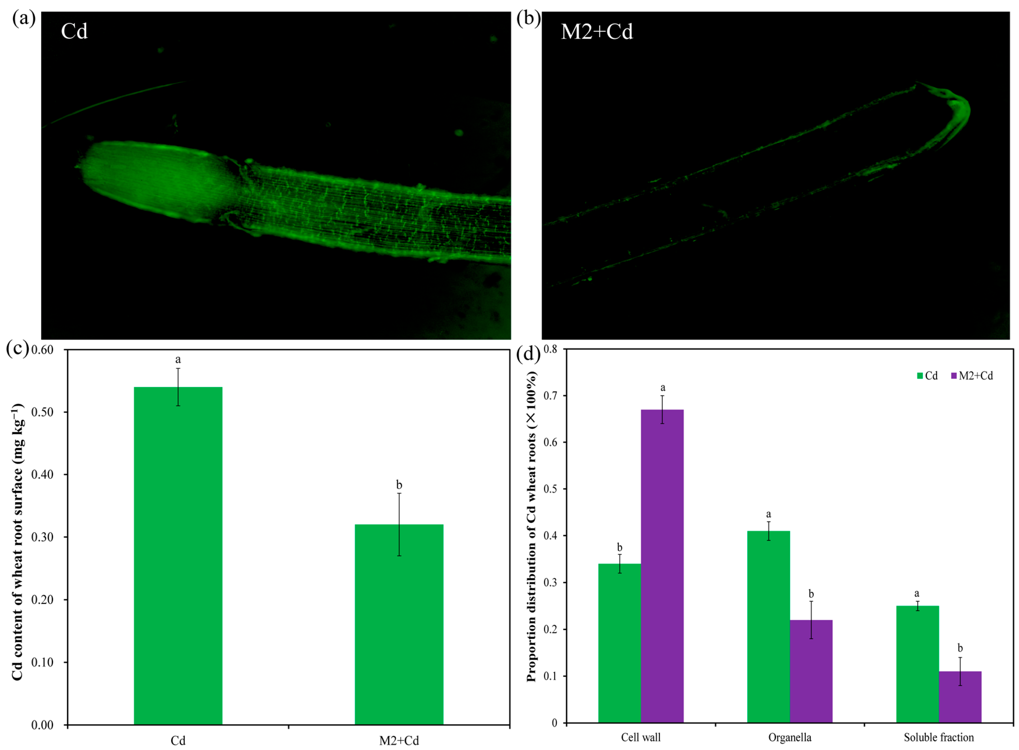 Plants 13 01989 g004