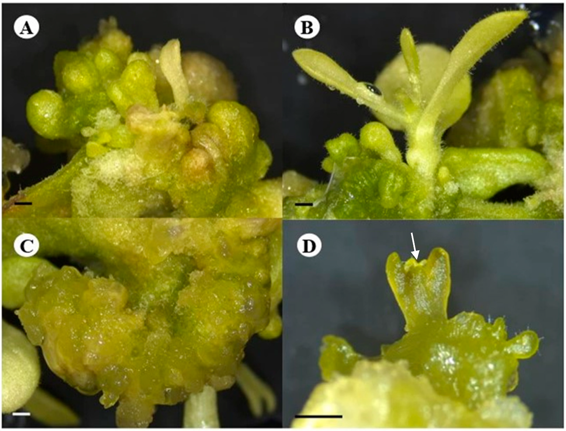 Plants 13 02002 g001