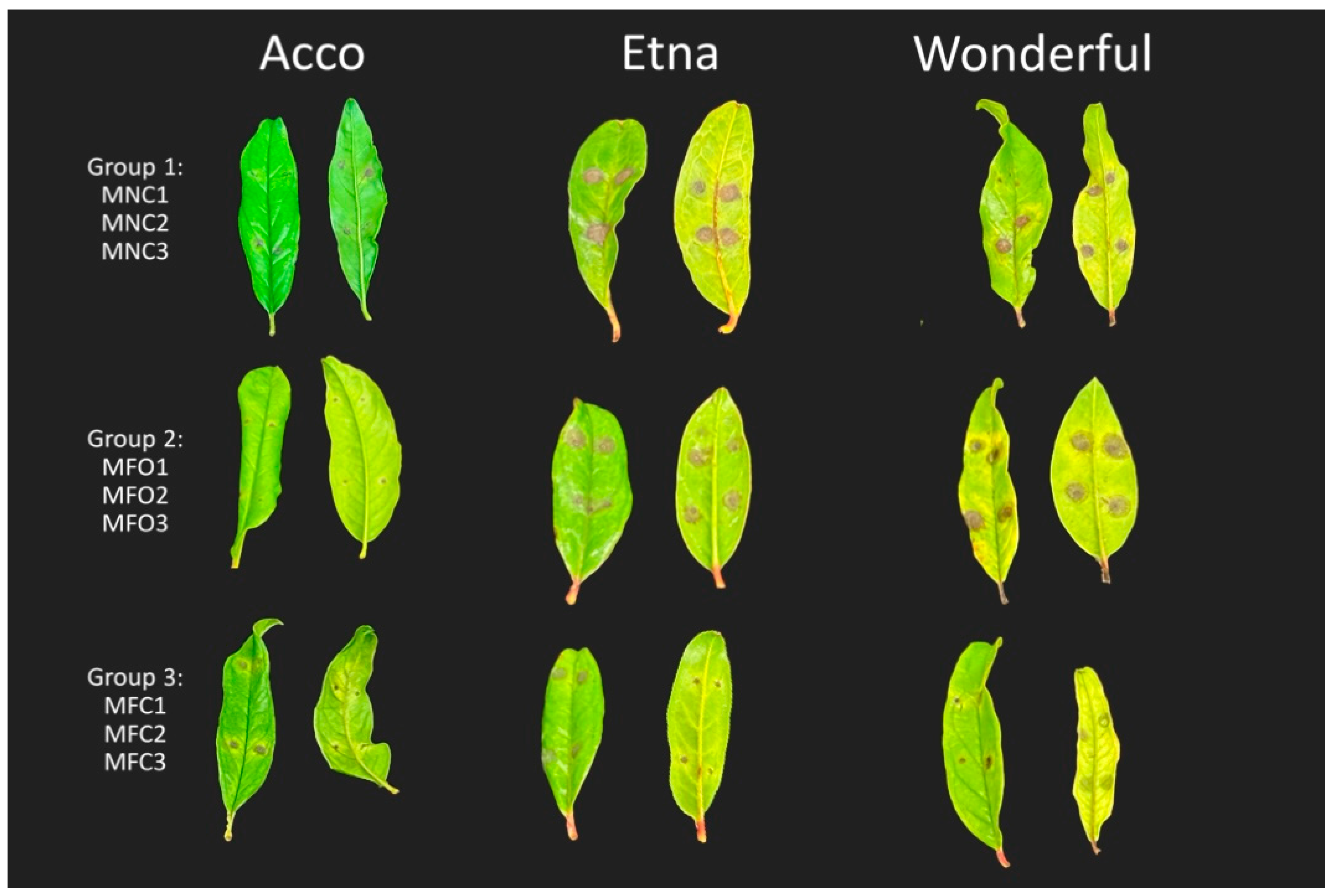 Plants 13 02007 g004