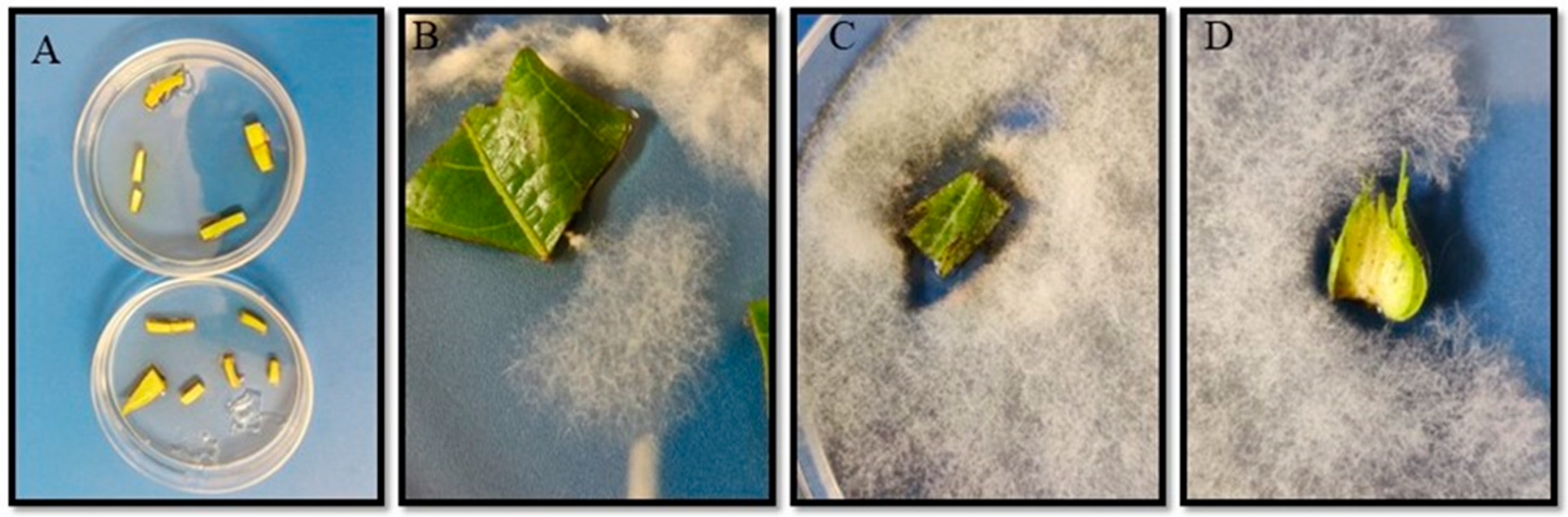 Plants 13 02012 g001