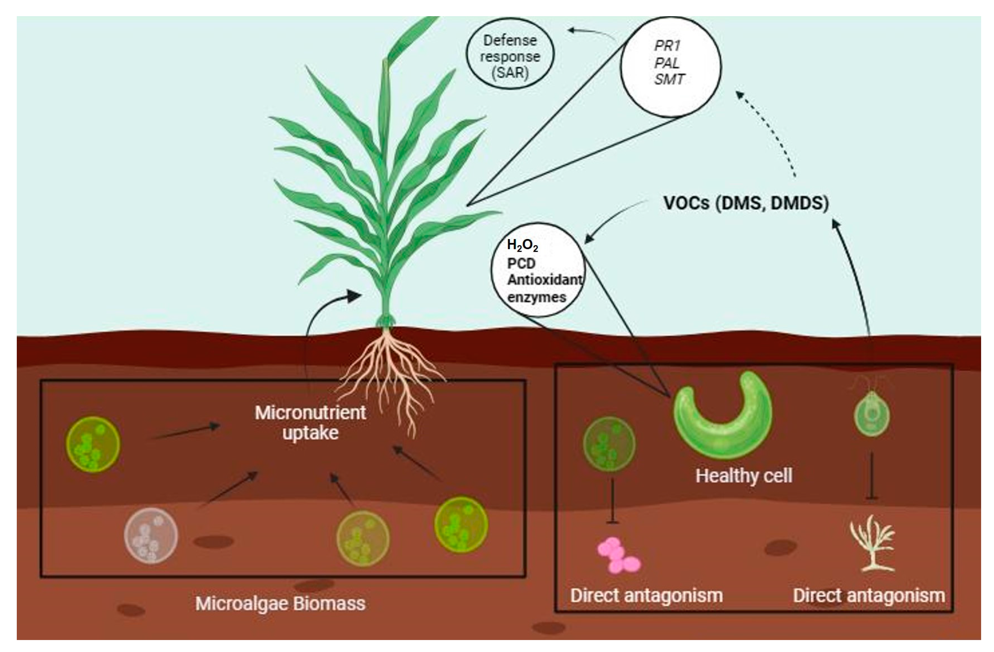 Plants 13 02013 g003