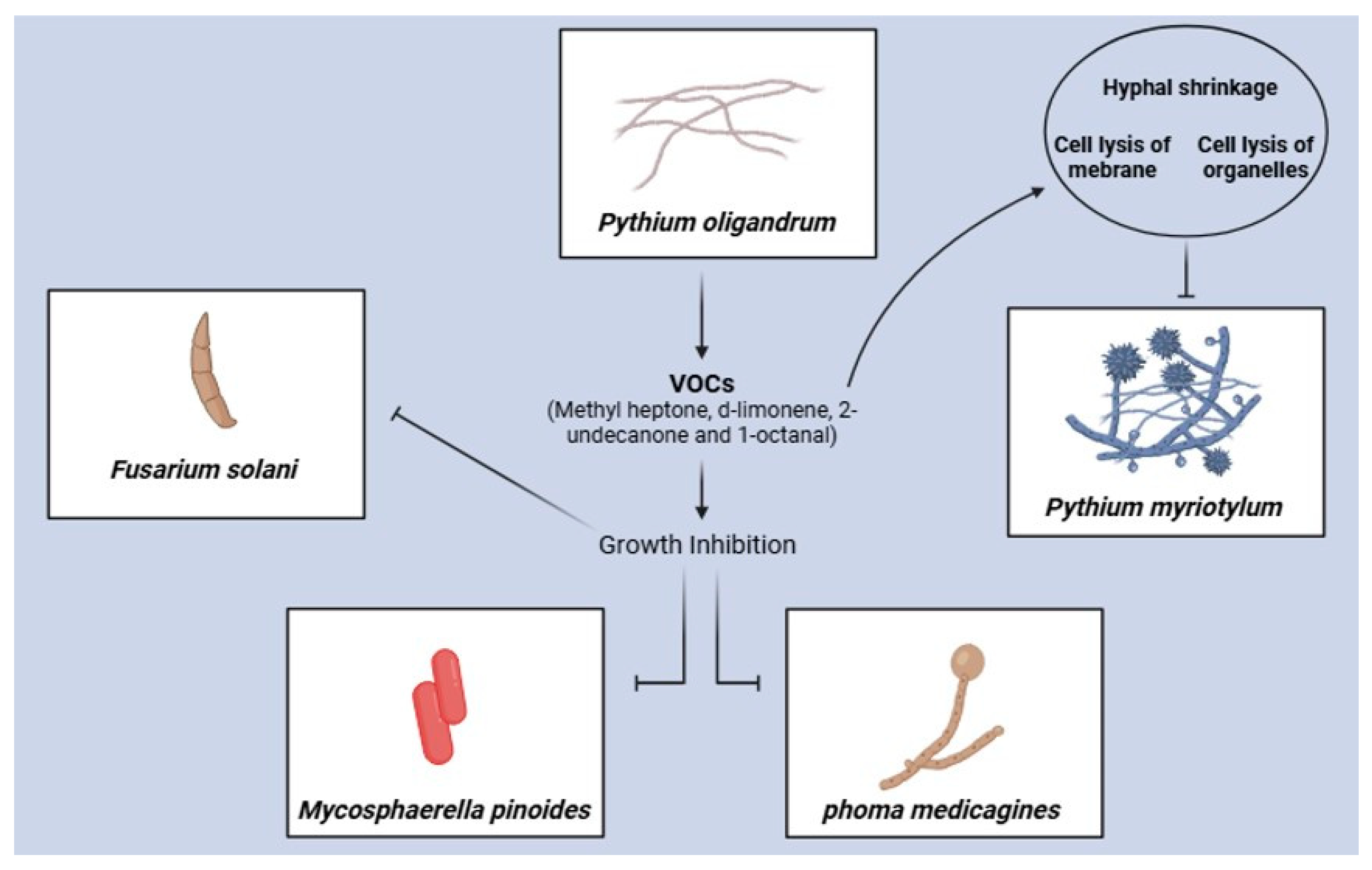 Plants 13 02013 g004