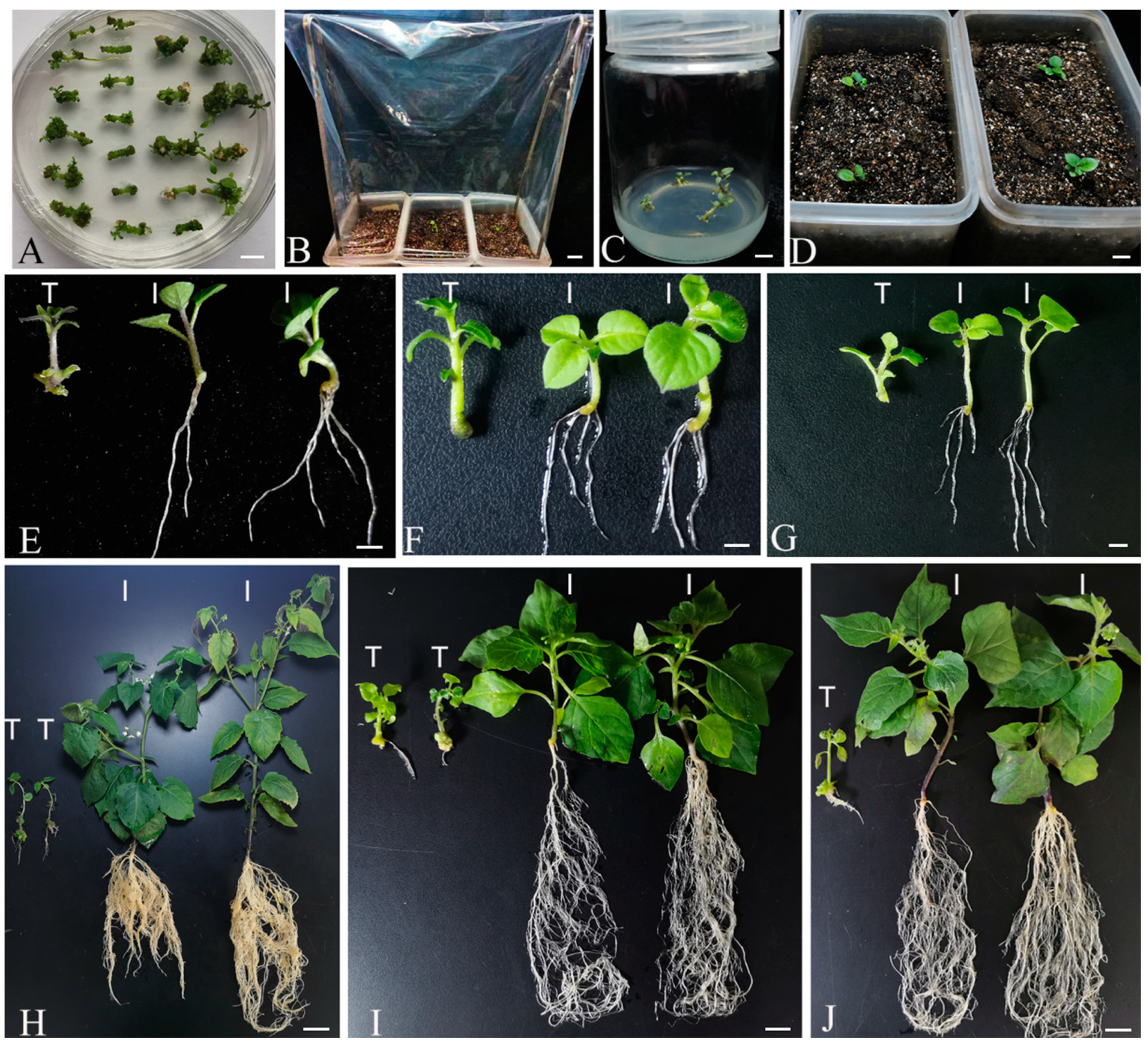 Plants 13 02015 g002