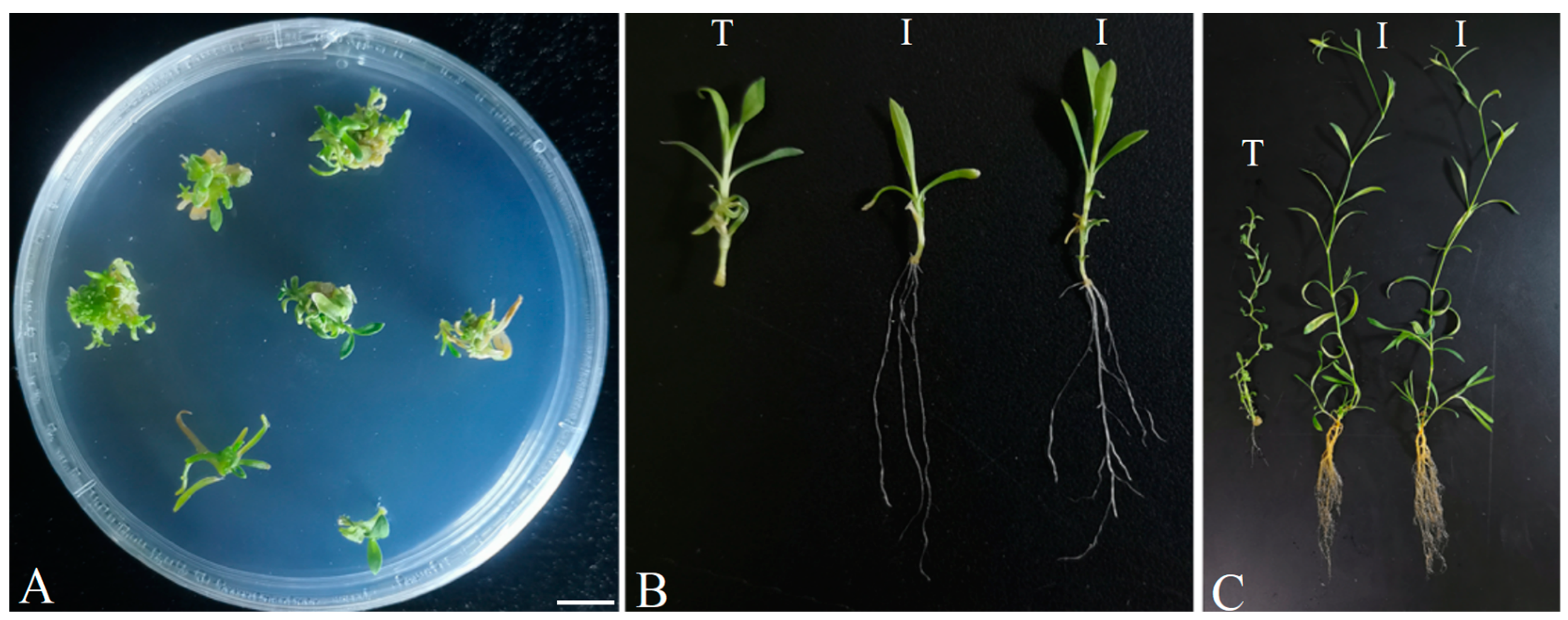 Plants 13 02015 g005