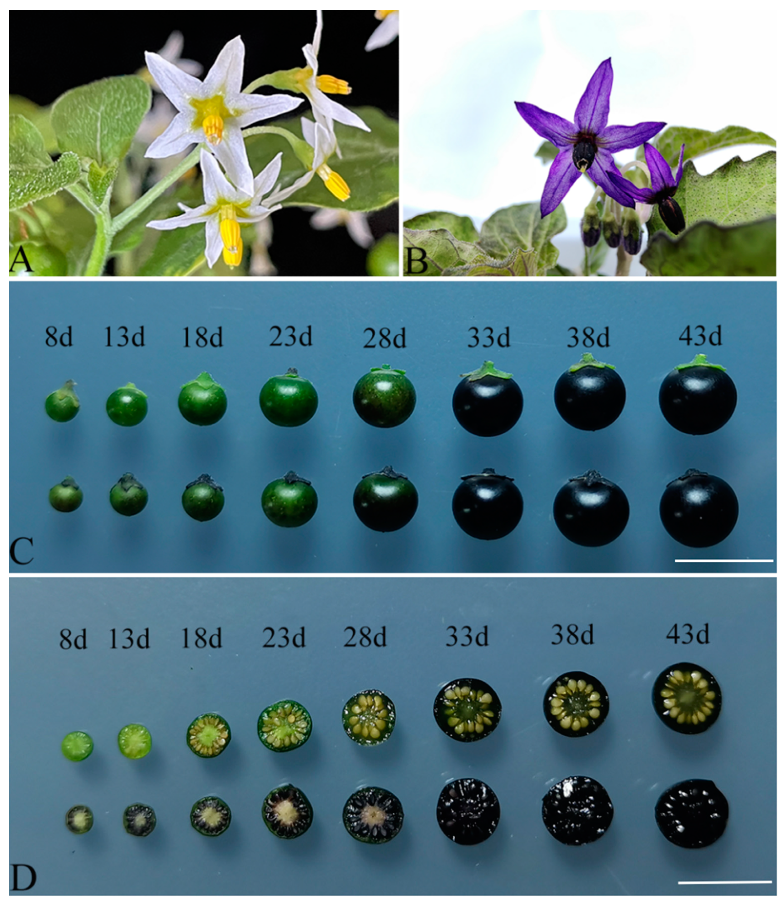 Plants 13 02015 g006