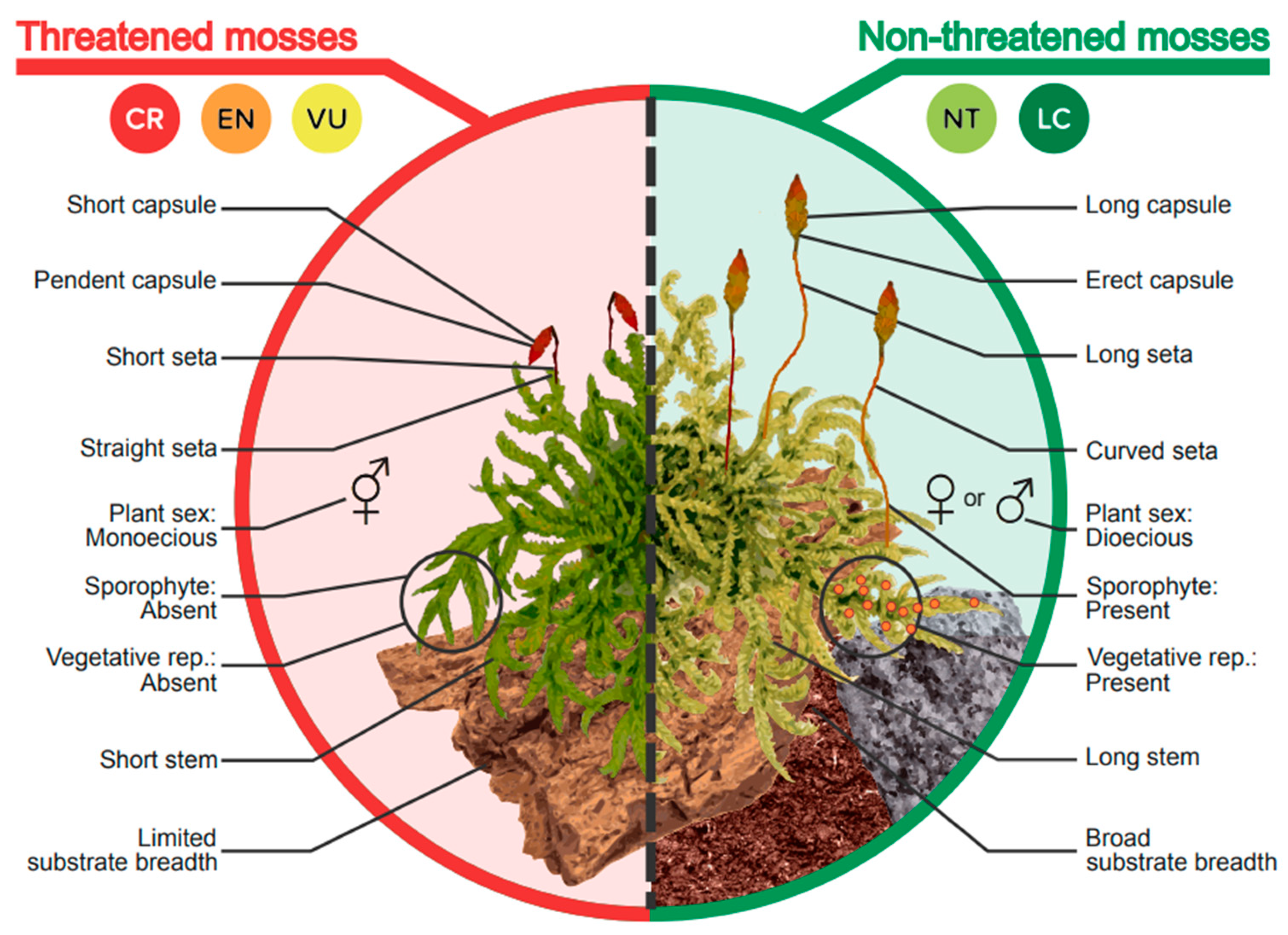 Plants 13 02019 g002 Plants 13 02019 g002