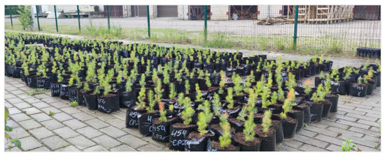 Plants 13 02021 g009