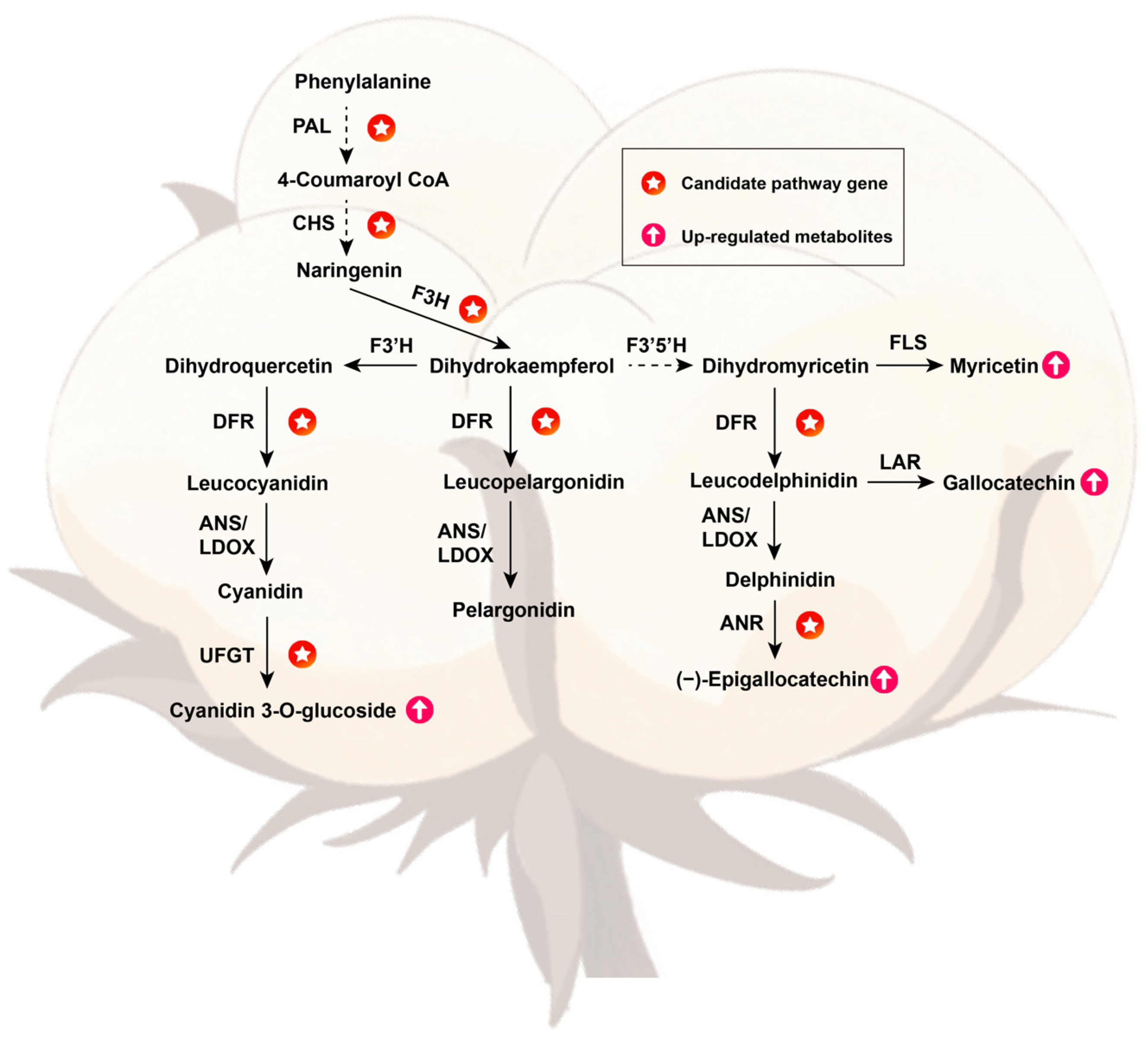 Plants 13 02028 g007